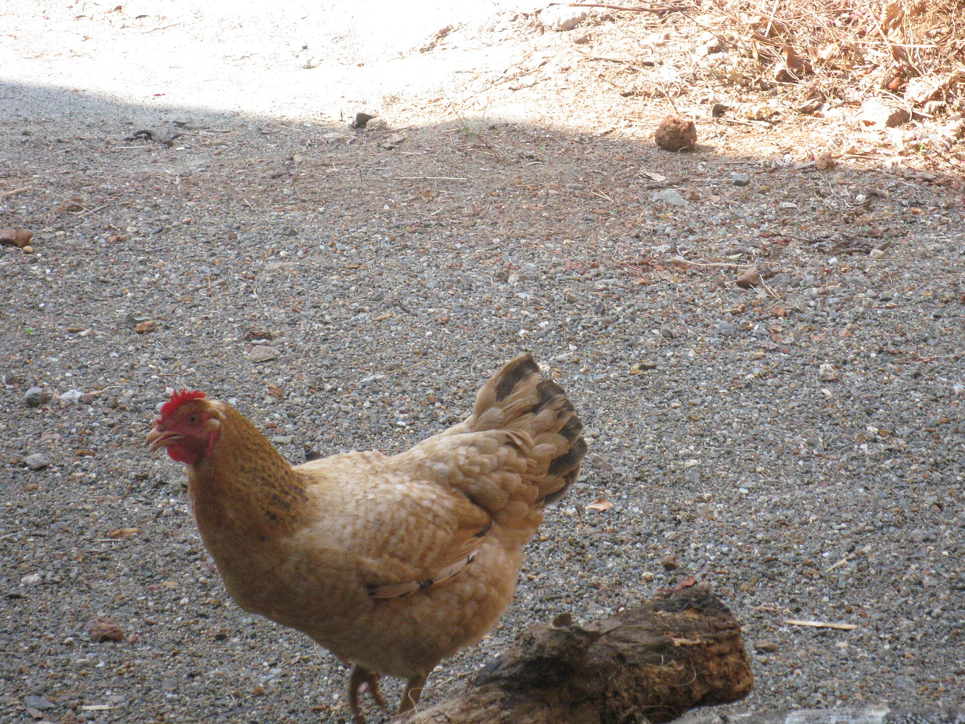 Giriraja Chicken ()