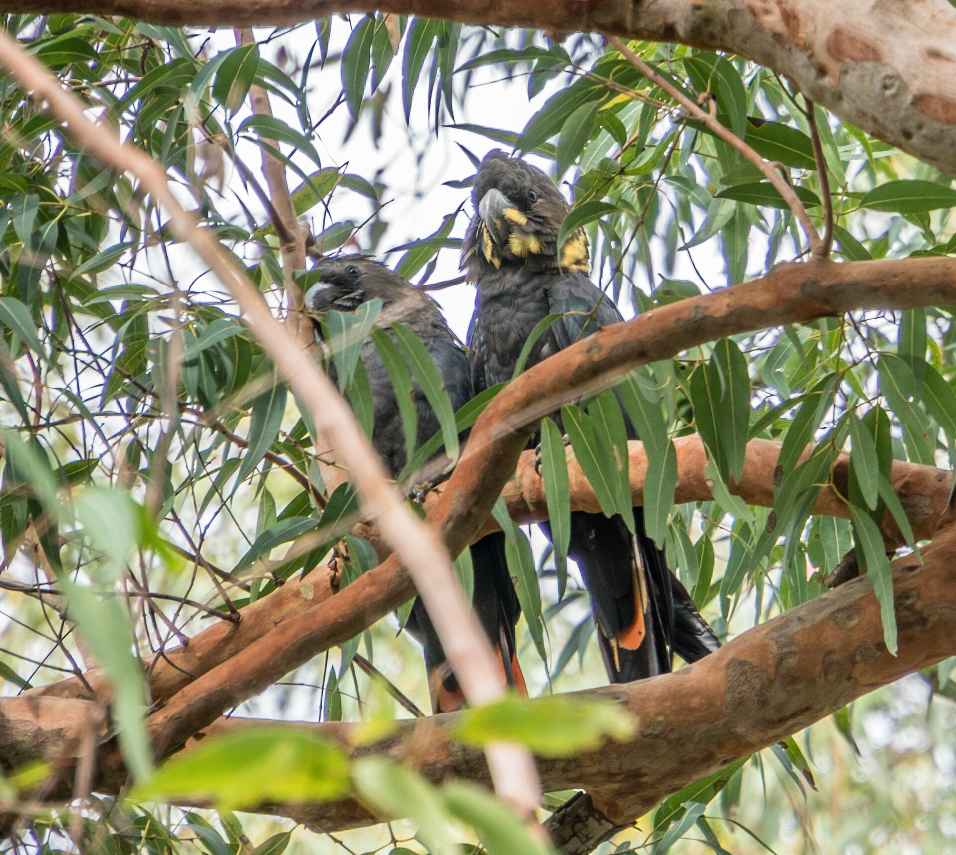 Glossy Black-Cockatoo (Calyptorhynchus lathami)