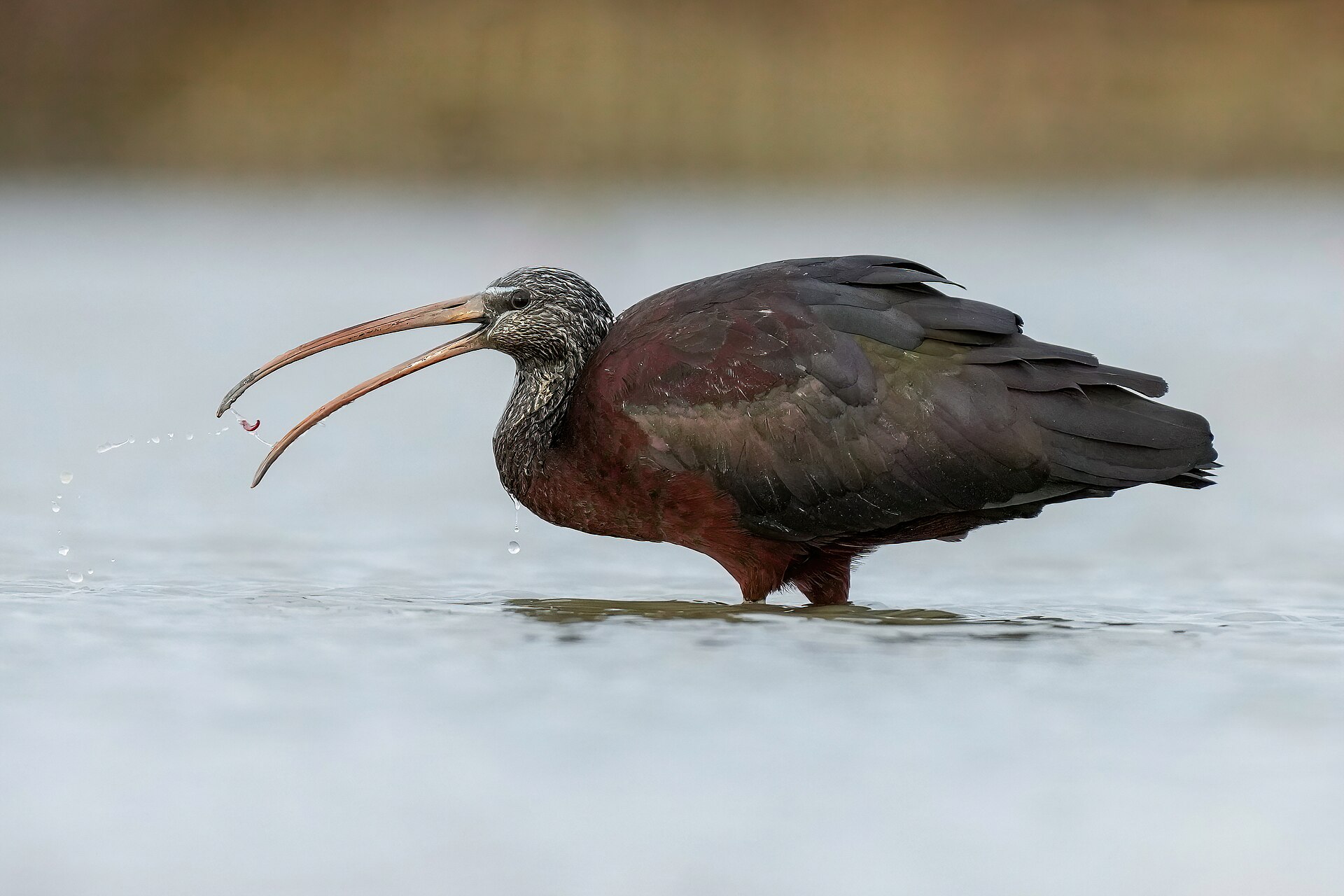 Glossy Ibis (Plegadis falcinellus)