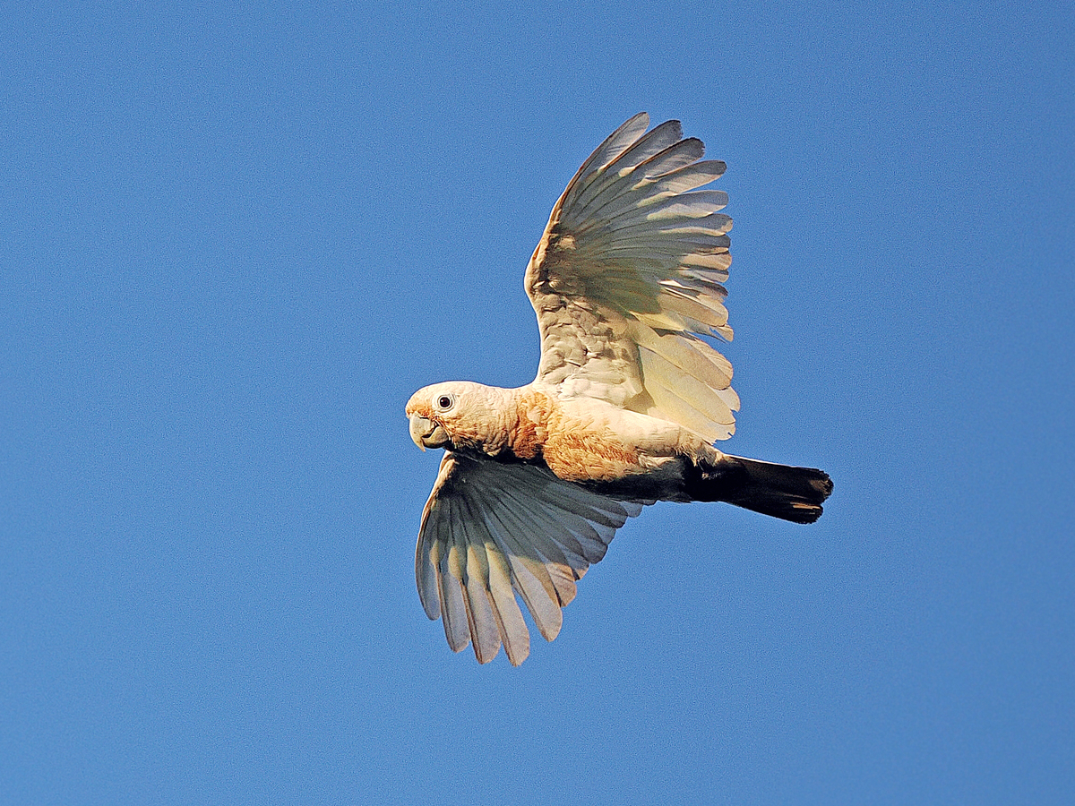 Goffin Cockatoo (Cacatua goffiniana)