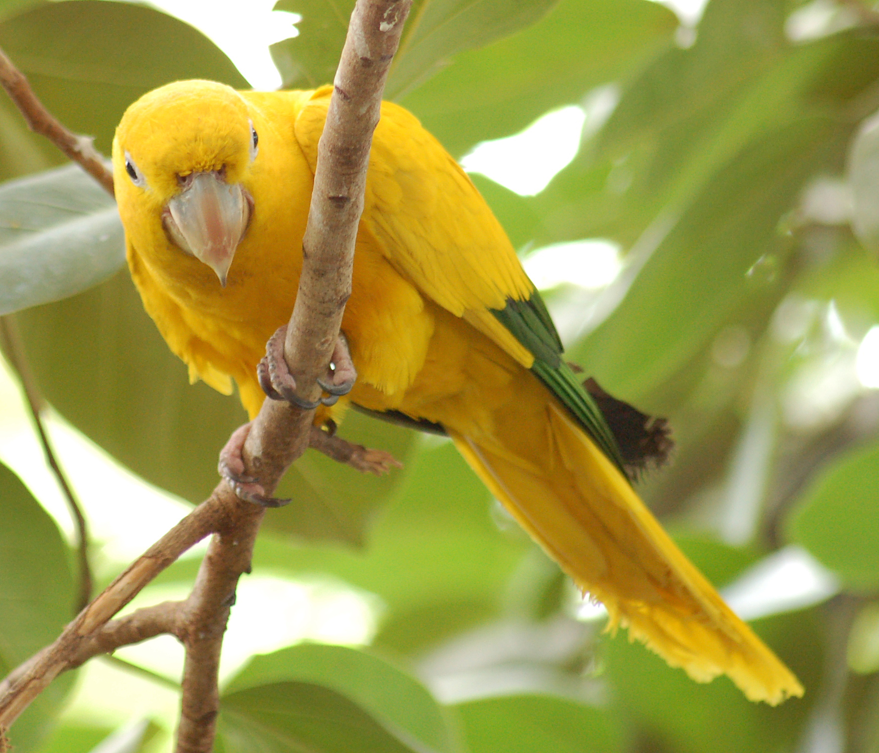 Golden Conure (Wroclaw zoo)
