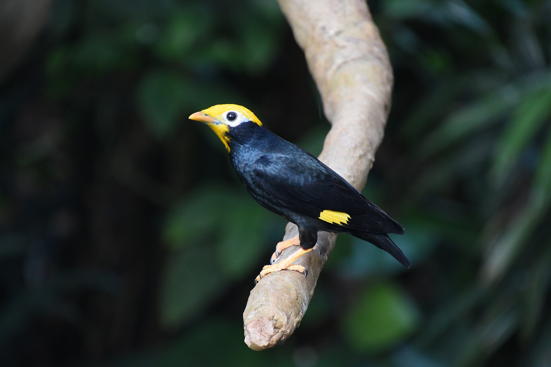 golden crested myna