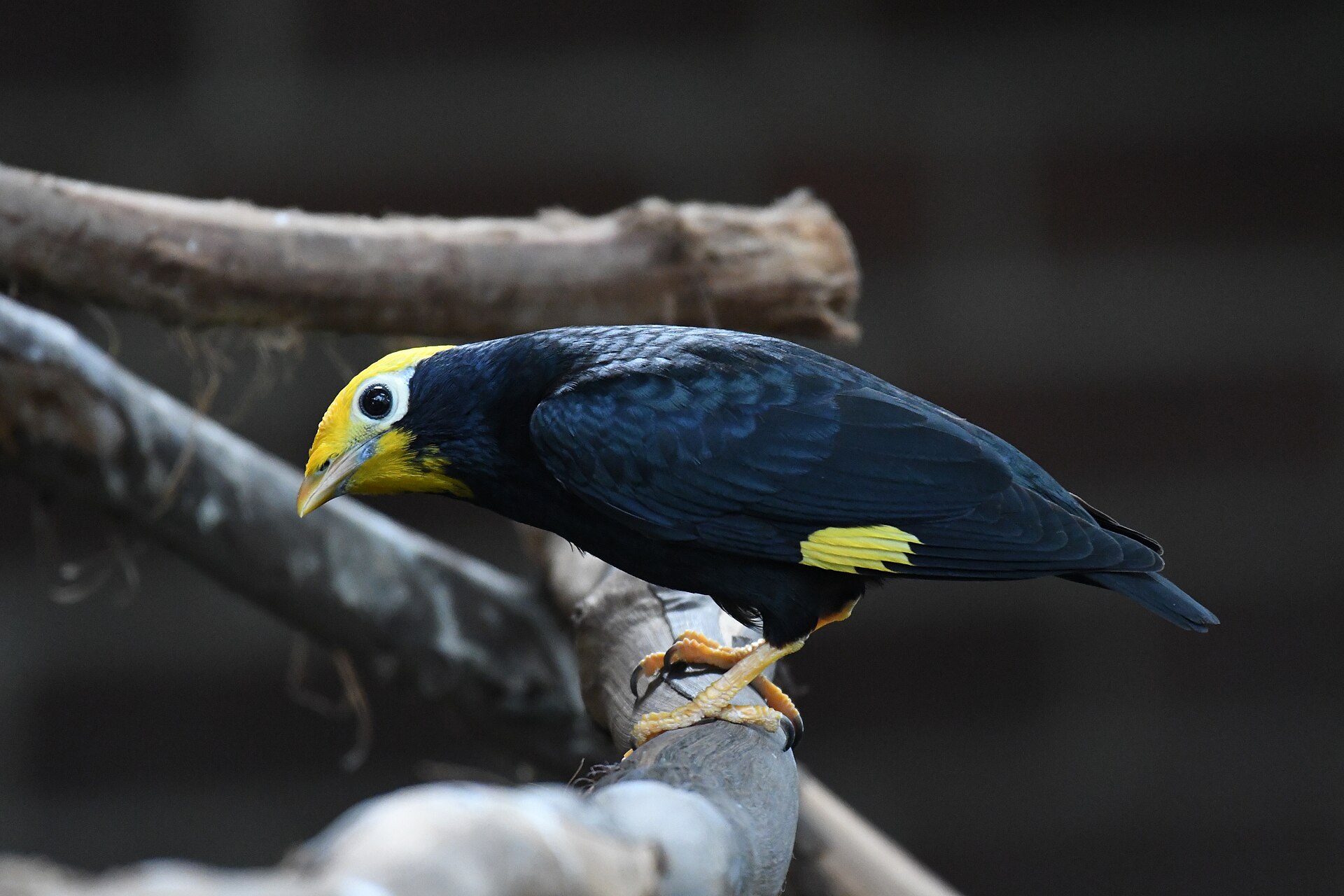 Golden-crested Mynah ()