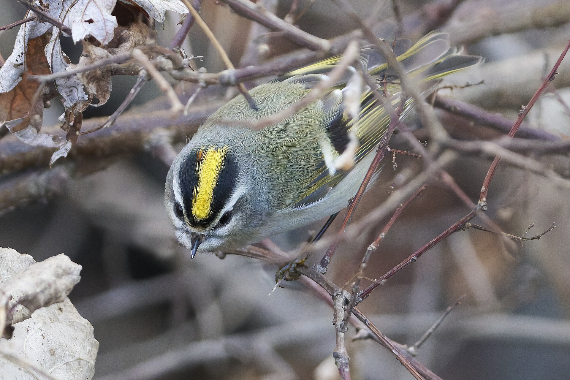 Golden-crowned Kinglet Golden-crowned Kinglet ()