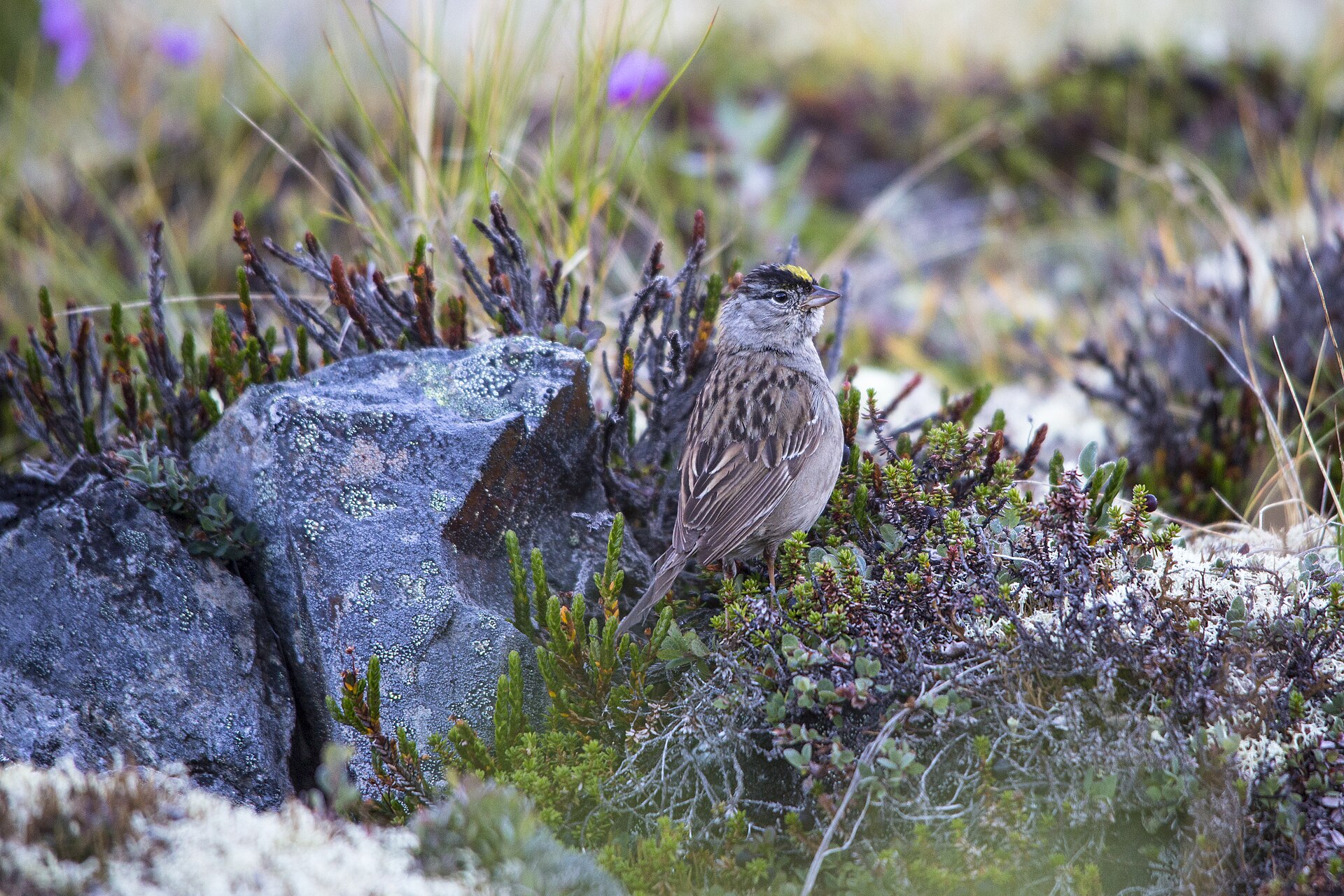 Golden-crowned Sparrow Golden-crowned Sparrow ()