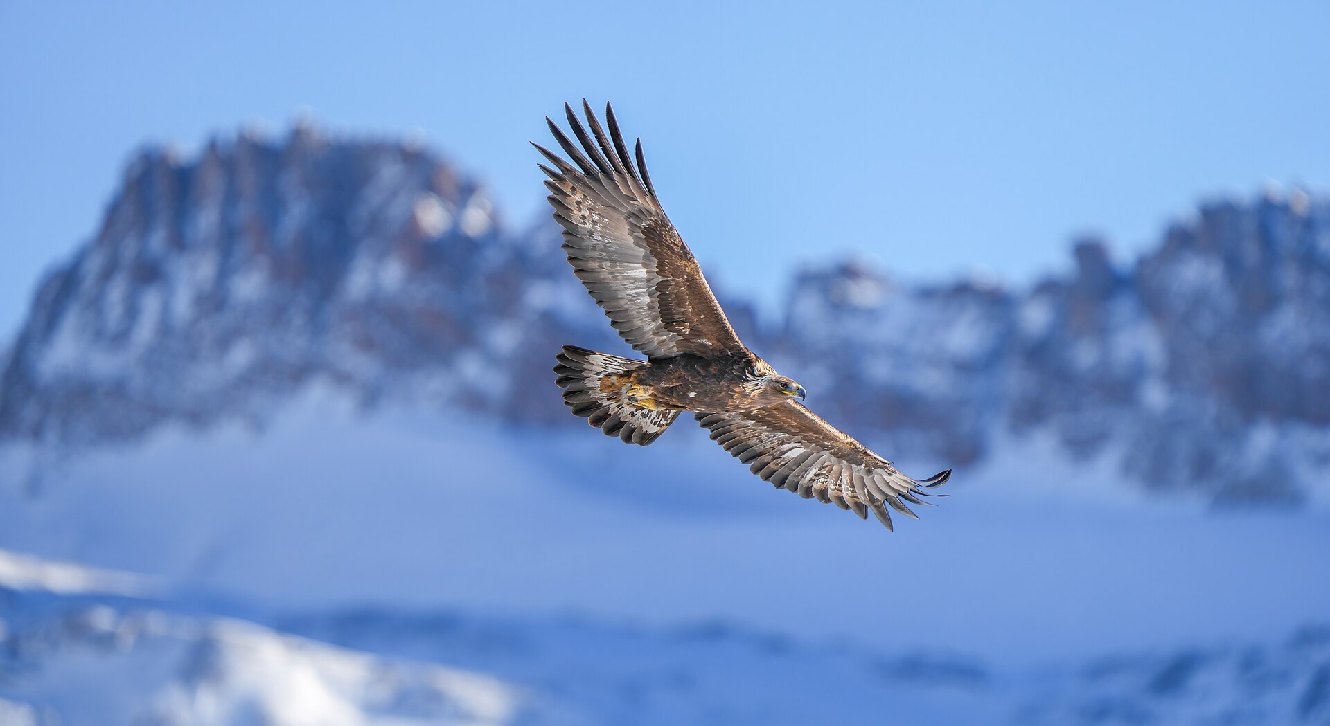 Golden Eagle Golden Eagle ()