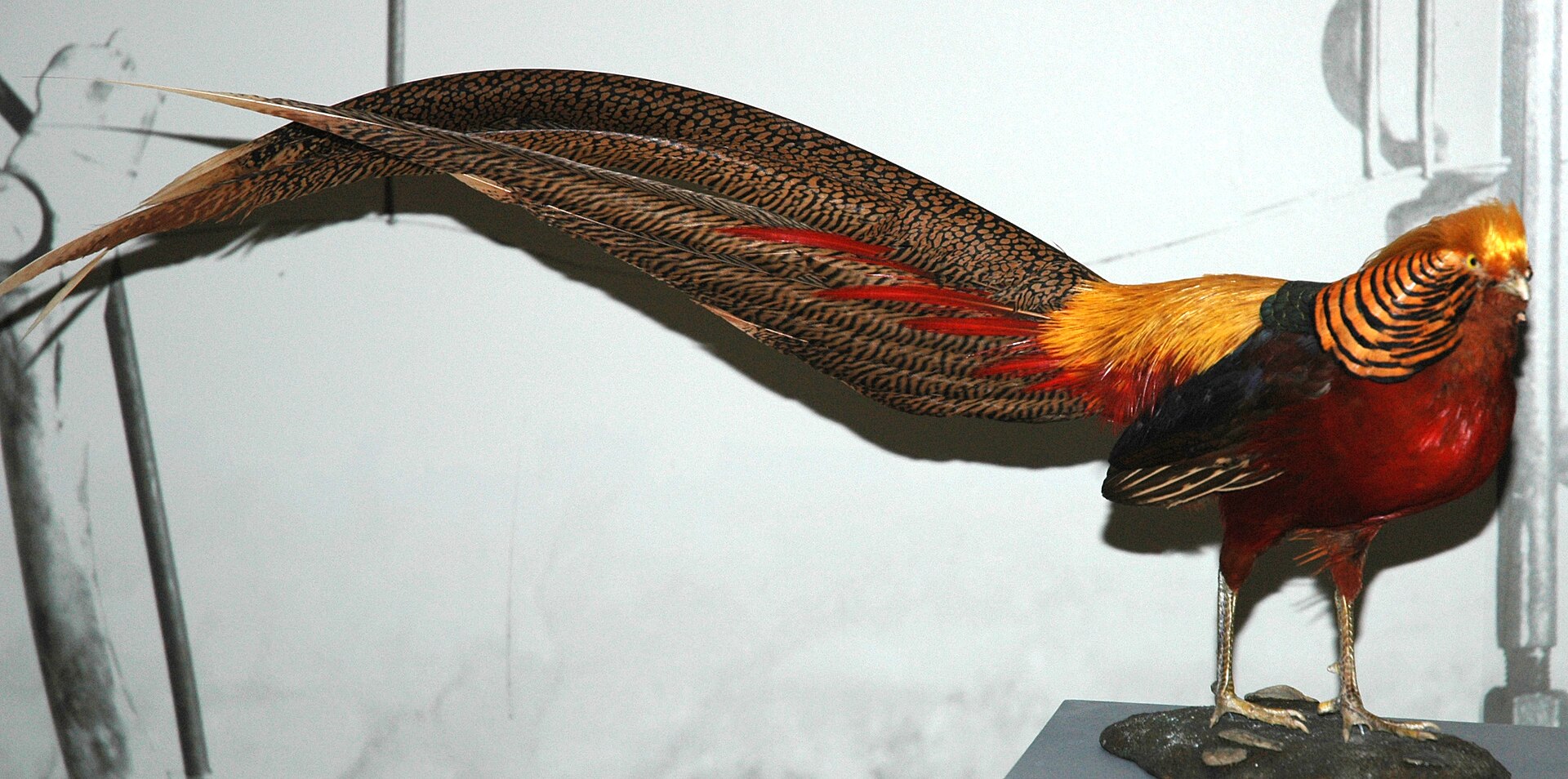 Golden Pheasant Golden Pheasant (Chrysolophus pictus)