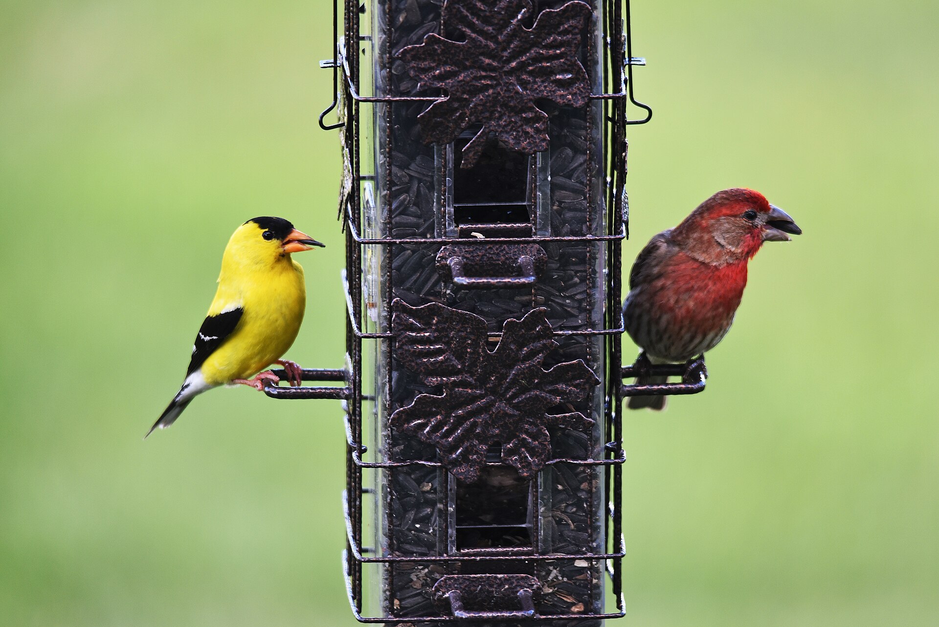 Goldfinch Variety ()