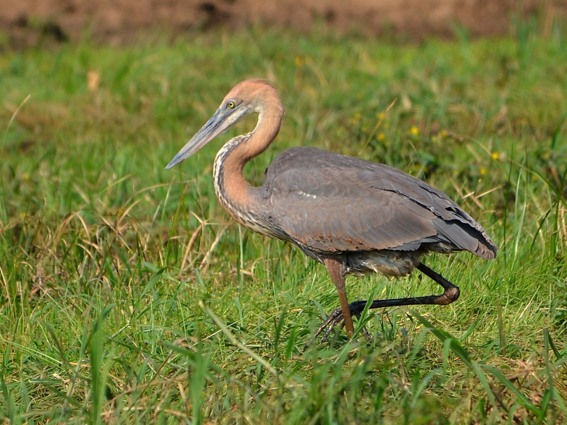Goliath Heron Goliath Heron (Ardea goliath)