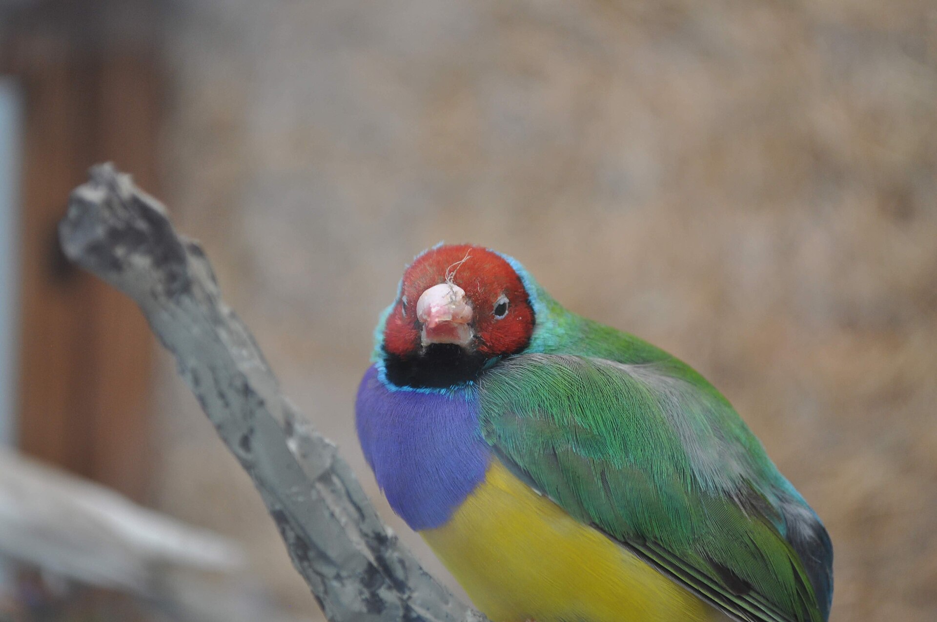 Gouldian Finch ()