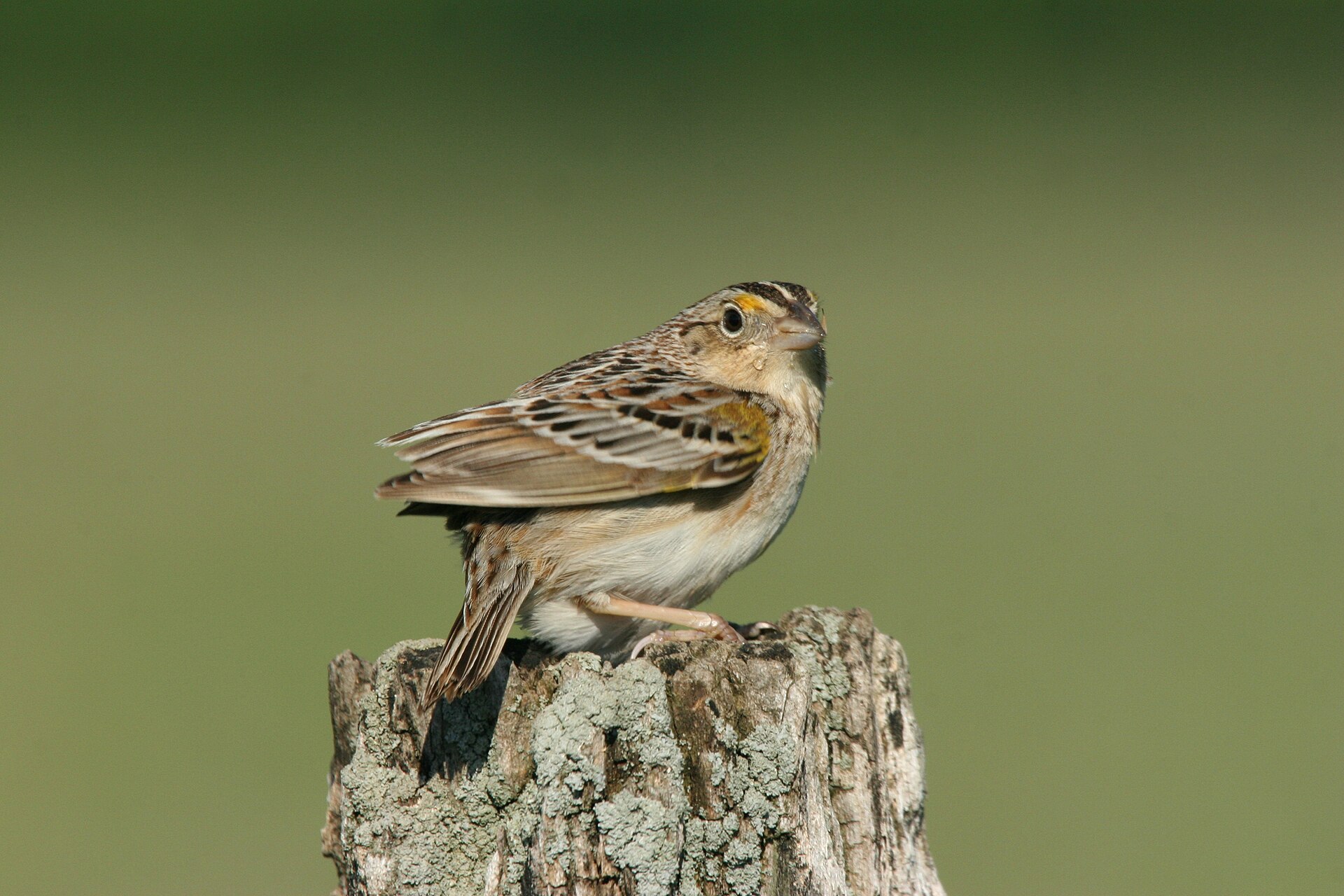 Grasshopper Sparrow Grasshopper Sparrow (Ammodramus savannarum)