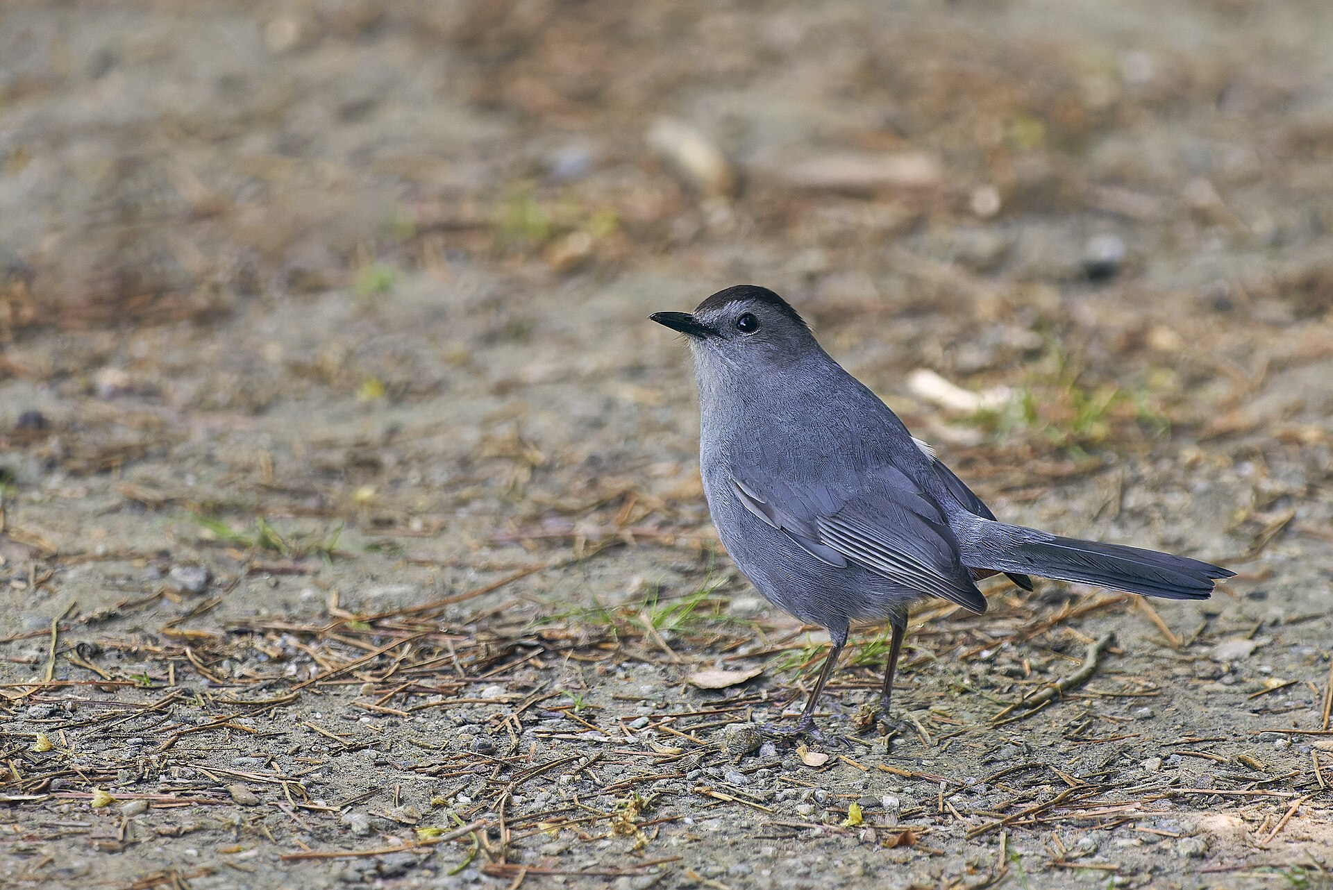 gray catbird