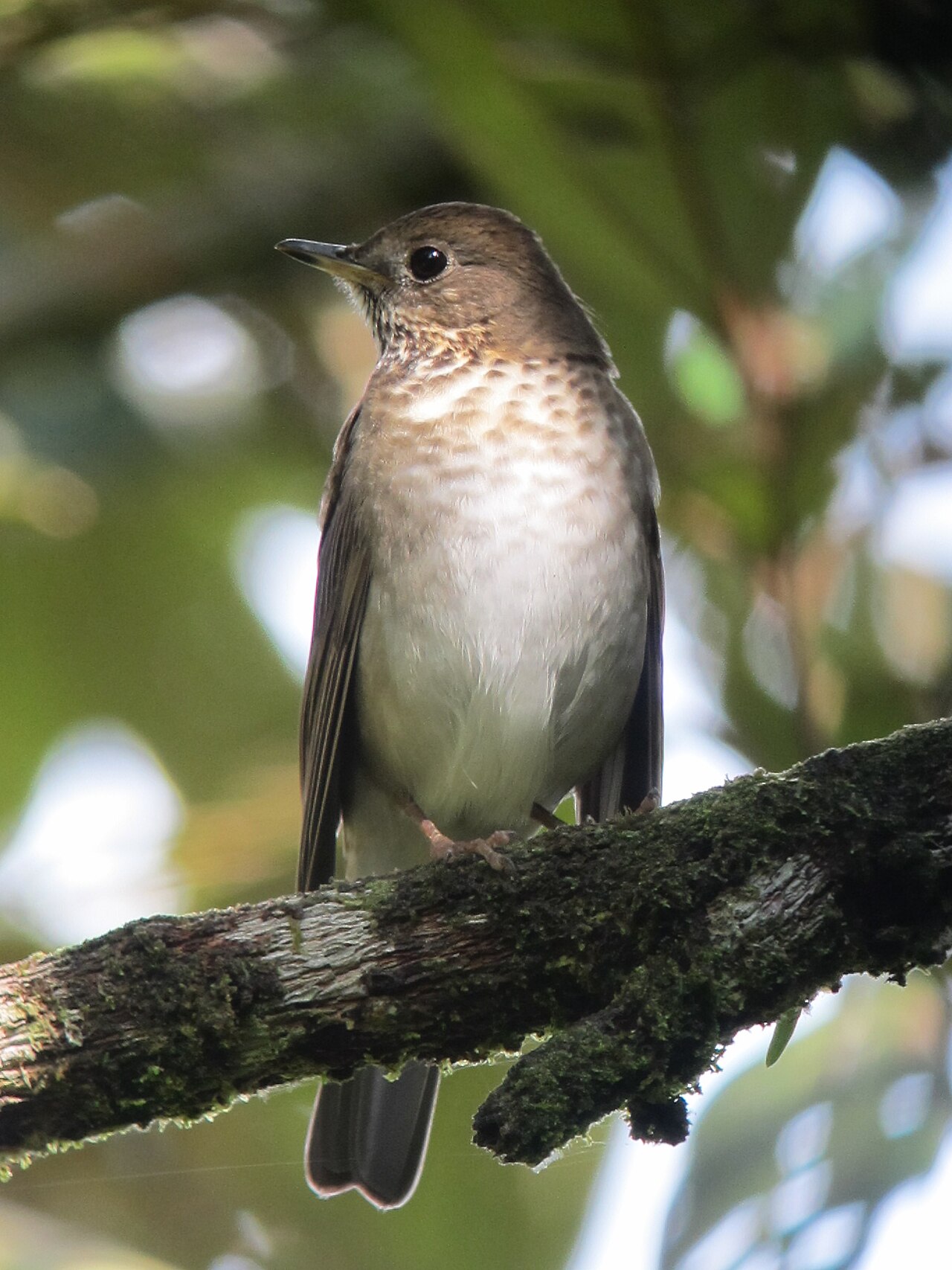 Gray-cheeked Thrush ()