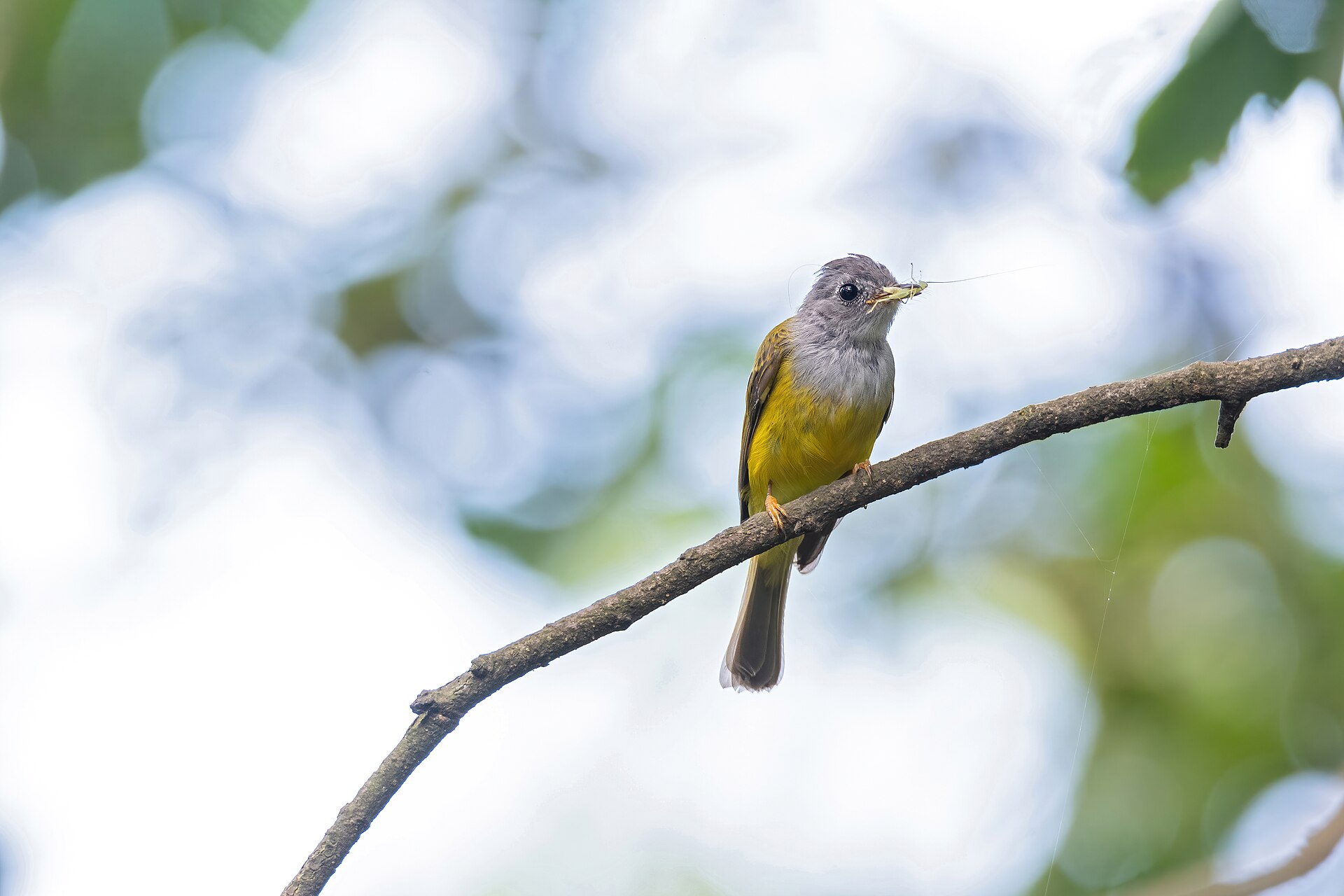 Gray Flycatcher ()