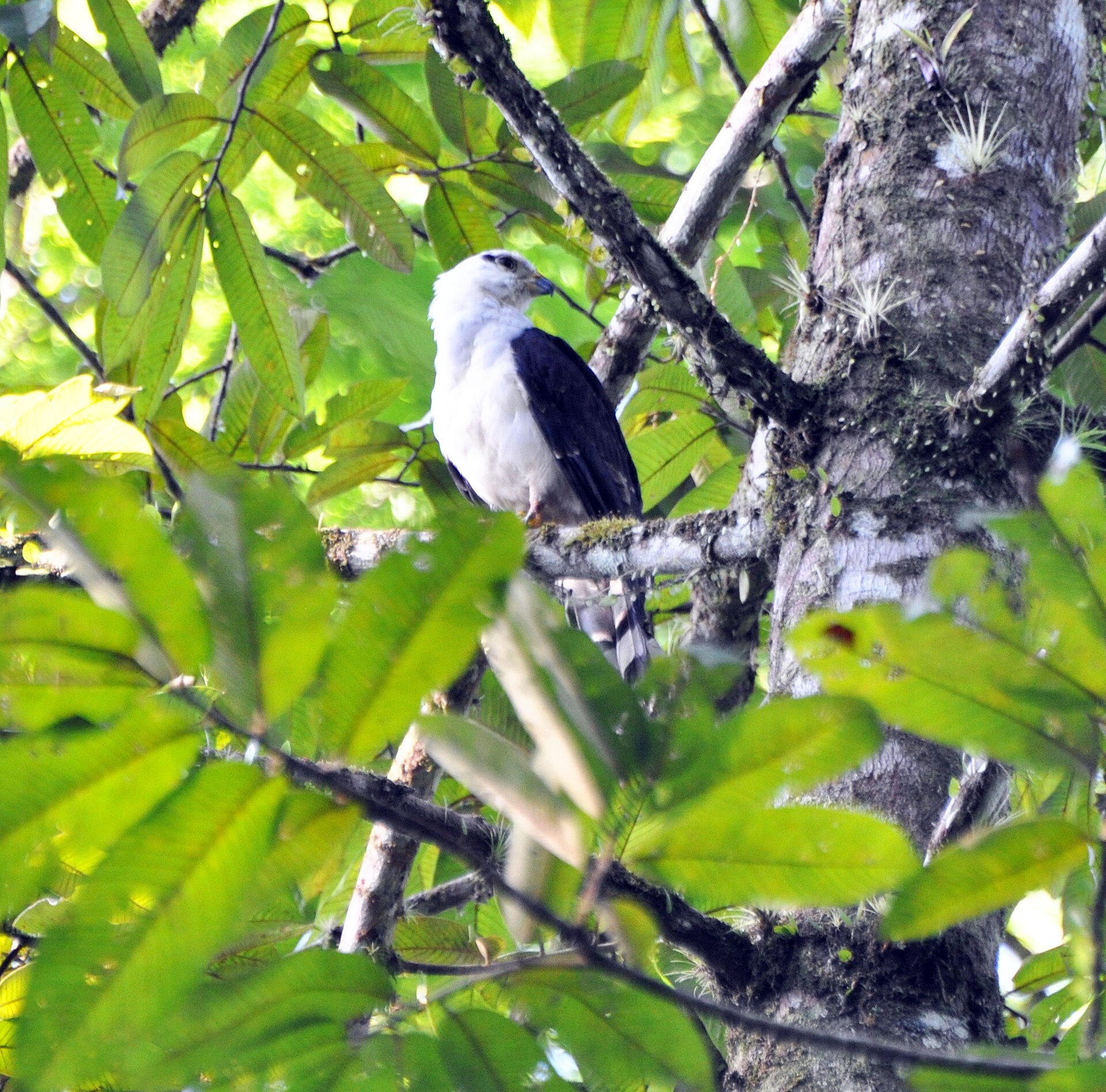 Gray-headed Kite Gray-headed Kite (Leptodon cayanensis)