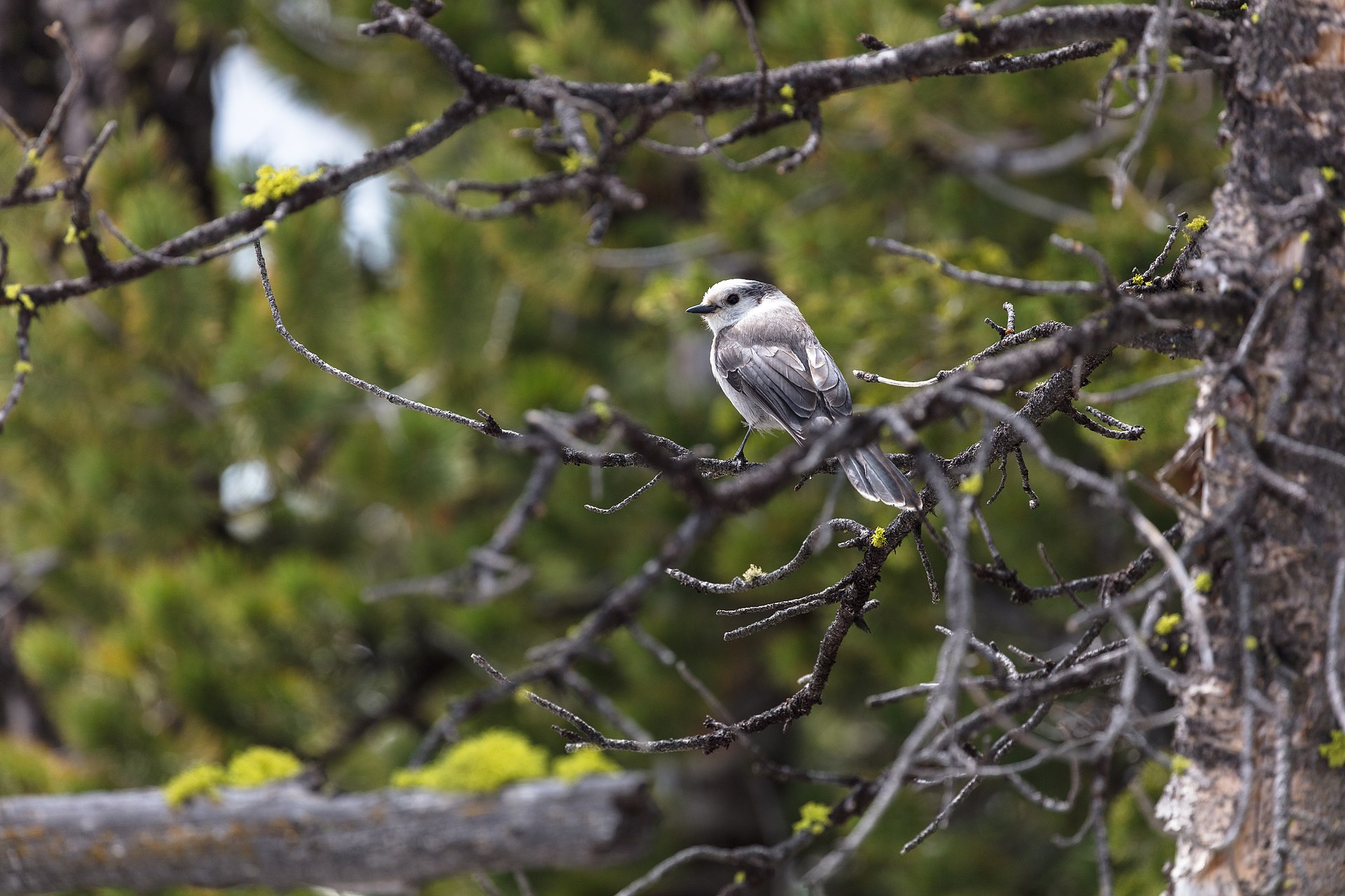 Gray Jay ()