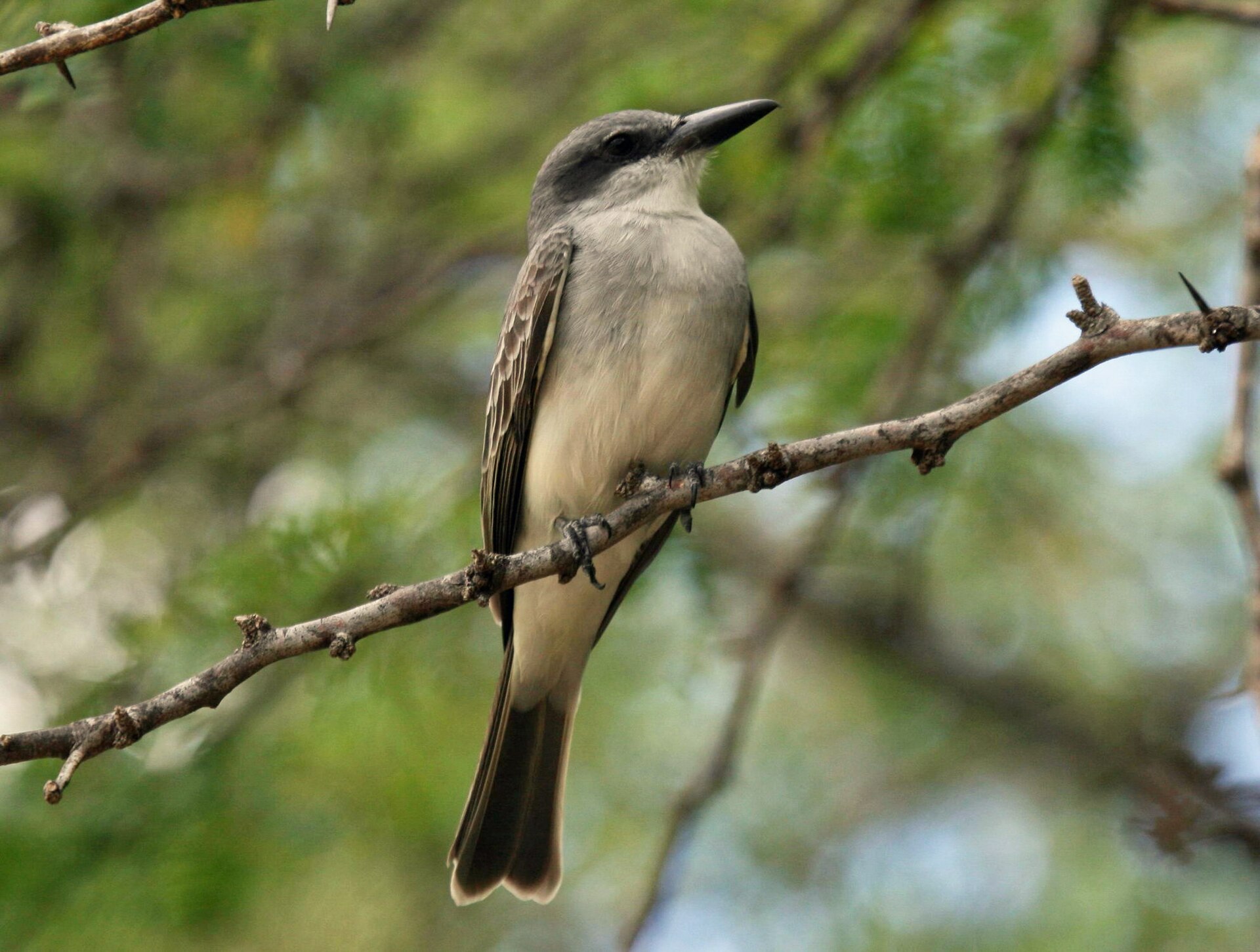 Gray Kingbird (Tyrannus dominicensis)