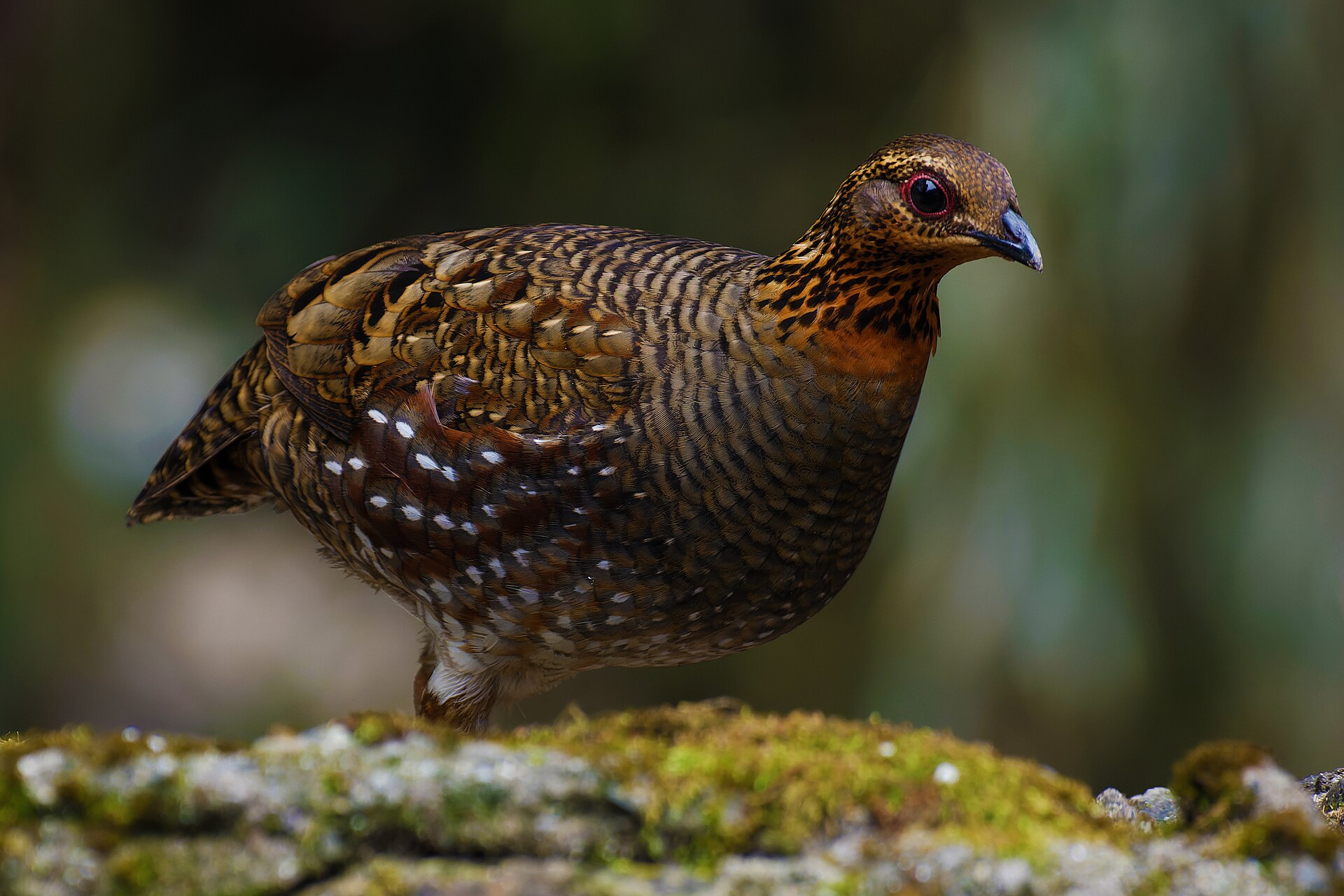 Gray Partridge Habitat Gray Partridge Habitat ()