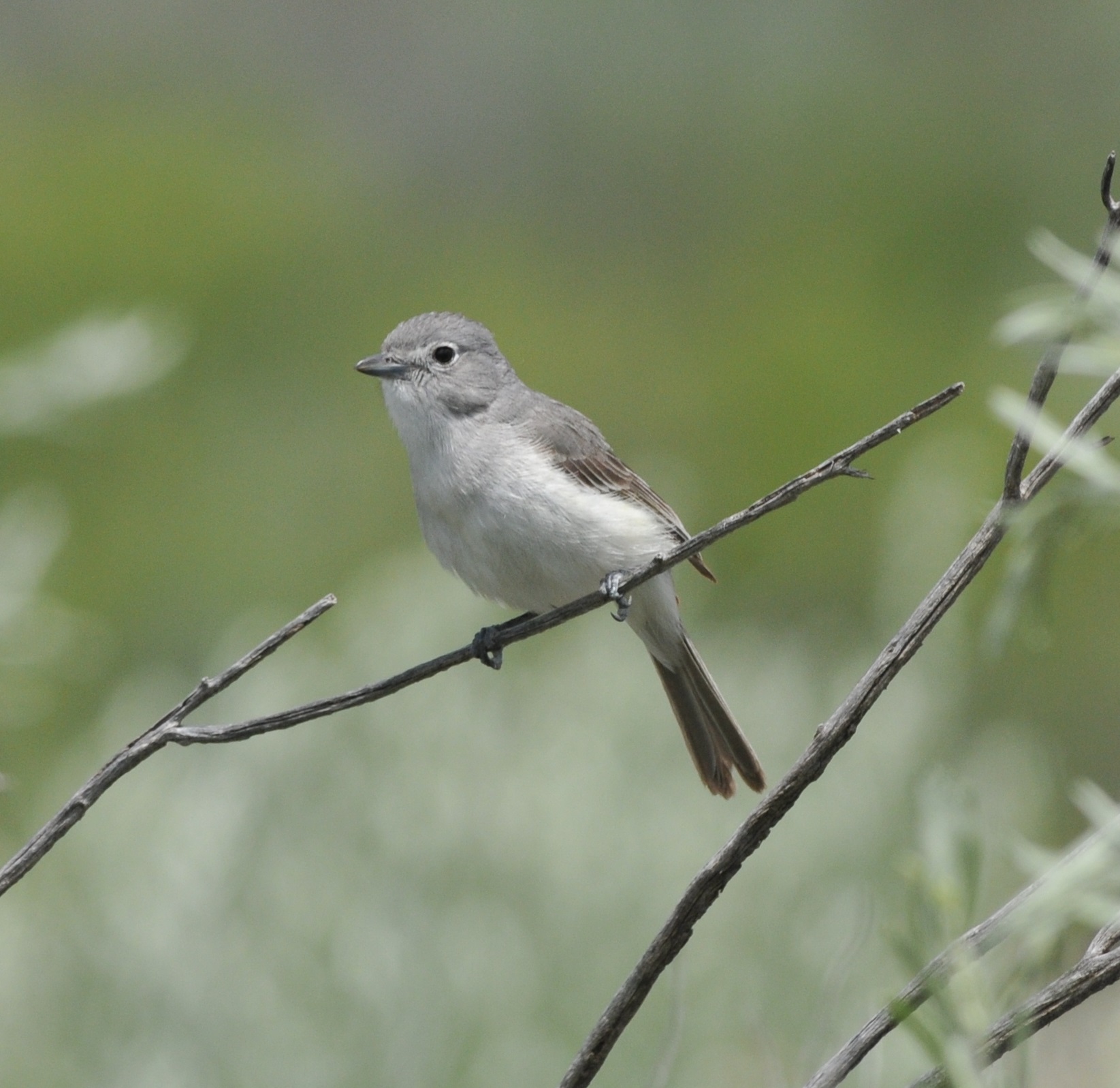 Gray Vireo (Vireo vicinior)