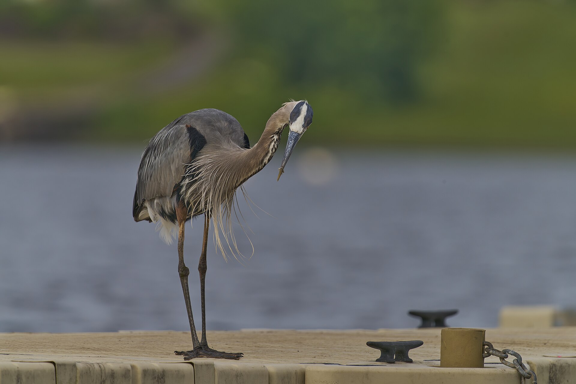 Great Blue Heron Area ()