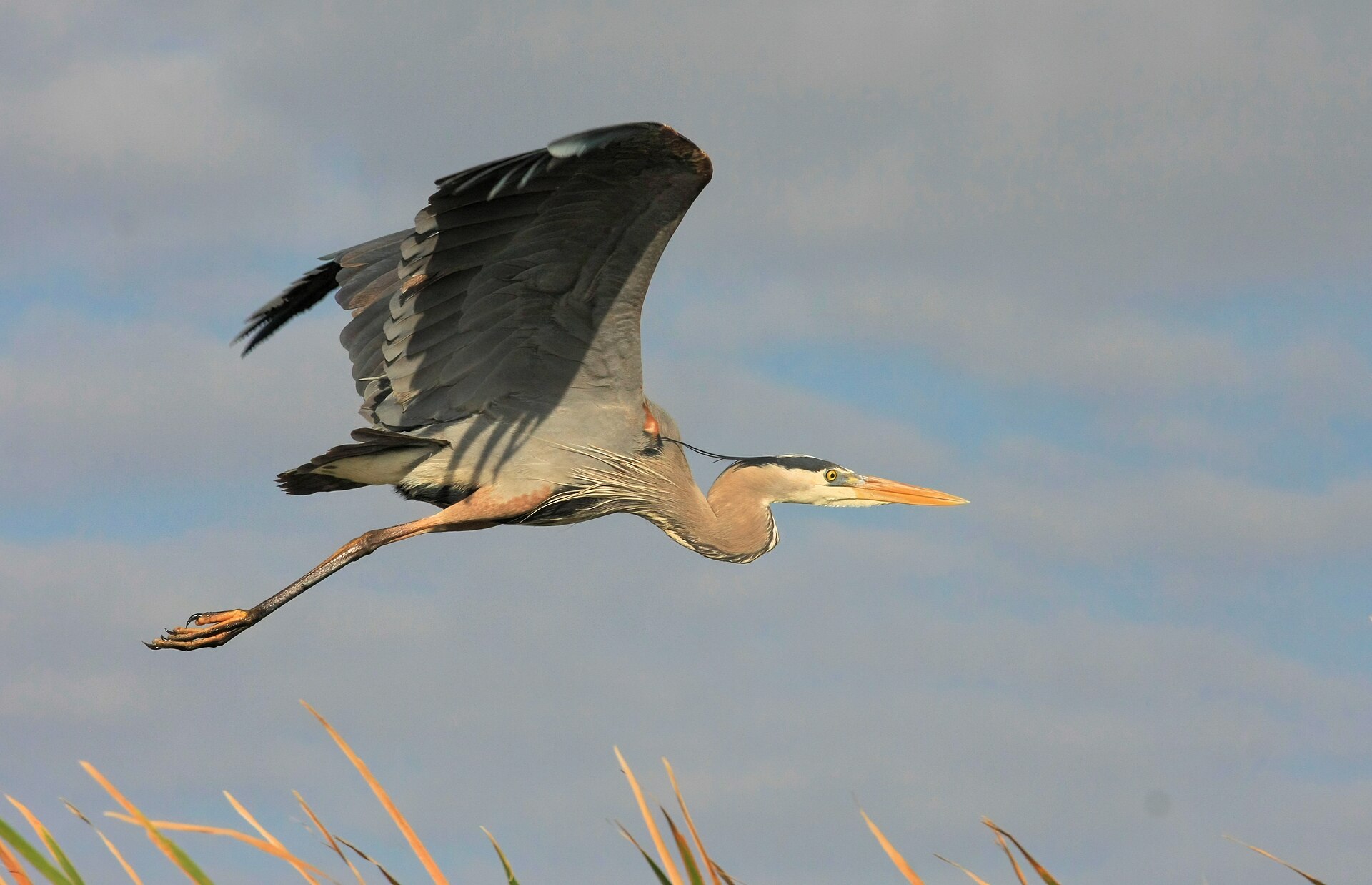 Great Blue Heron Habitat Great Blue Heron Habitat ()