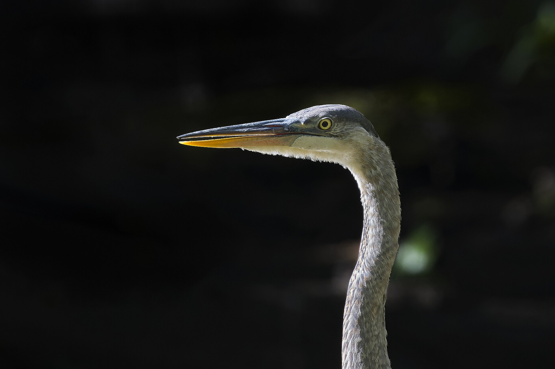 Great Blue Heron Great Blue Heron ()