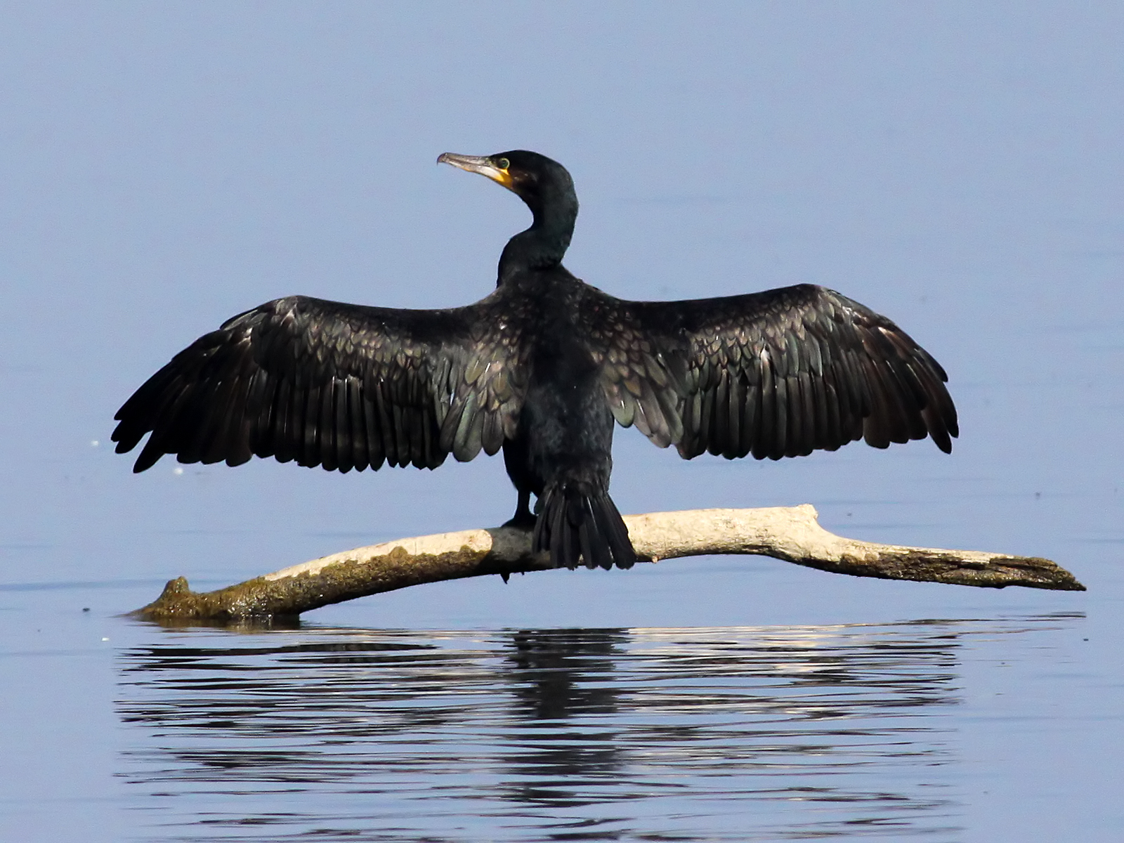 great cormorant