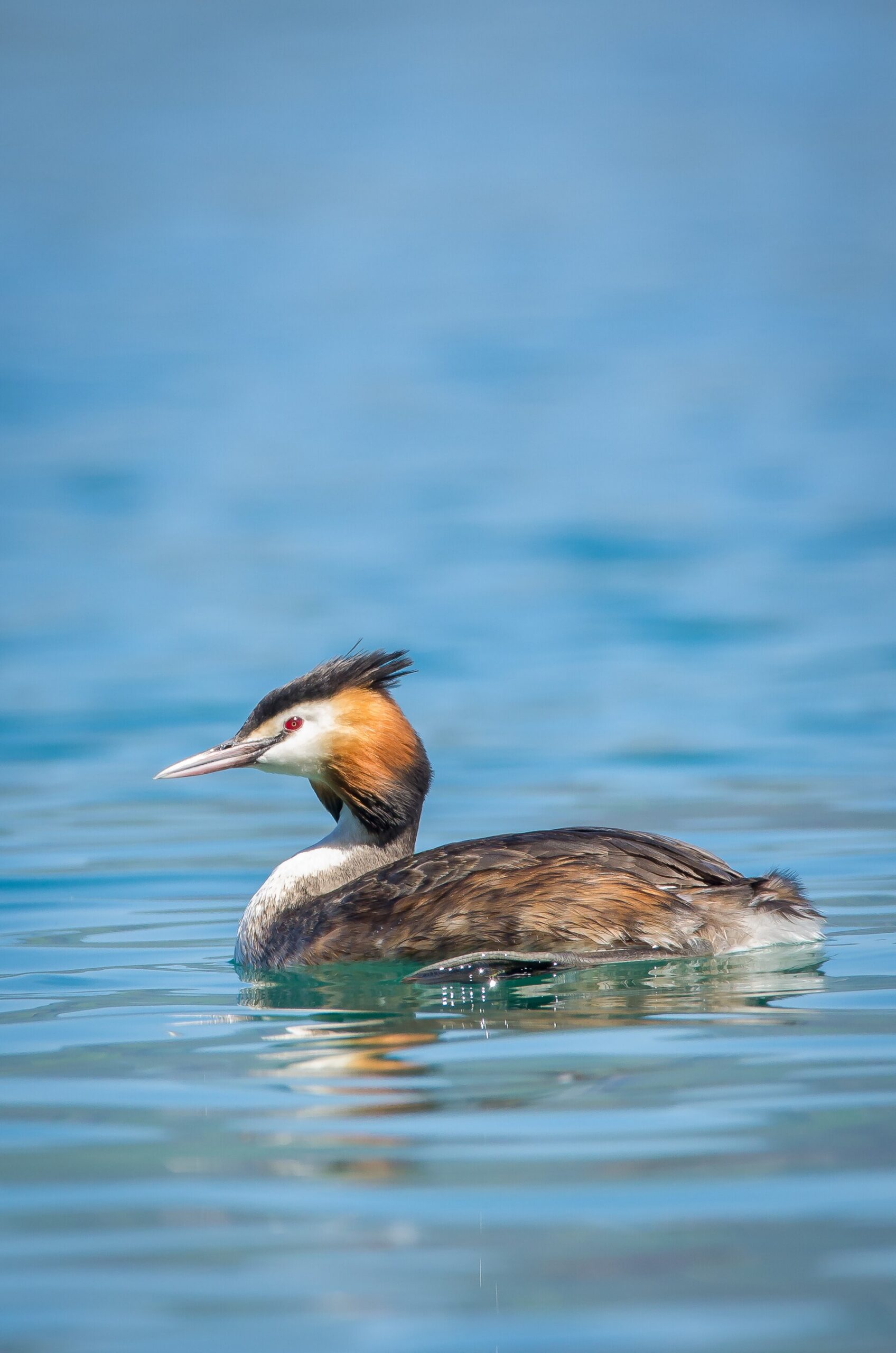 great crested grebe scaled