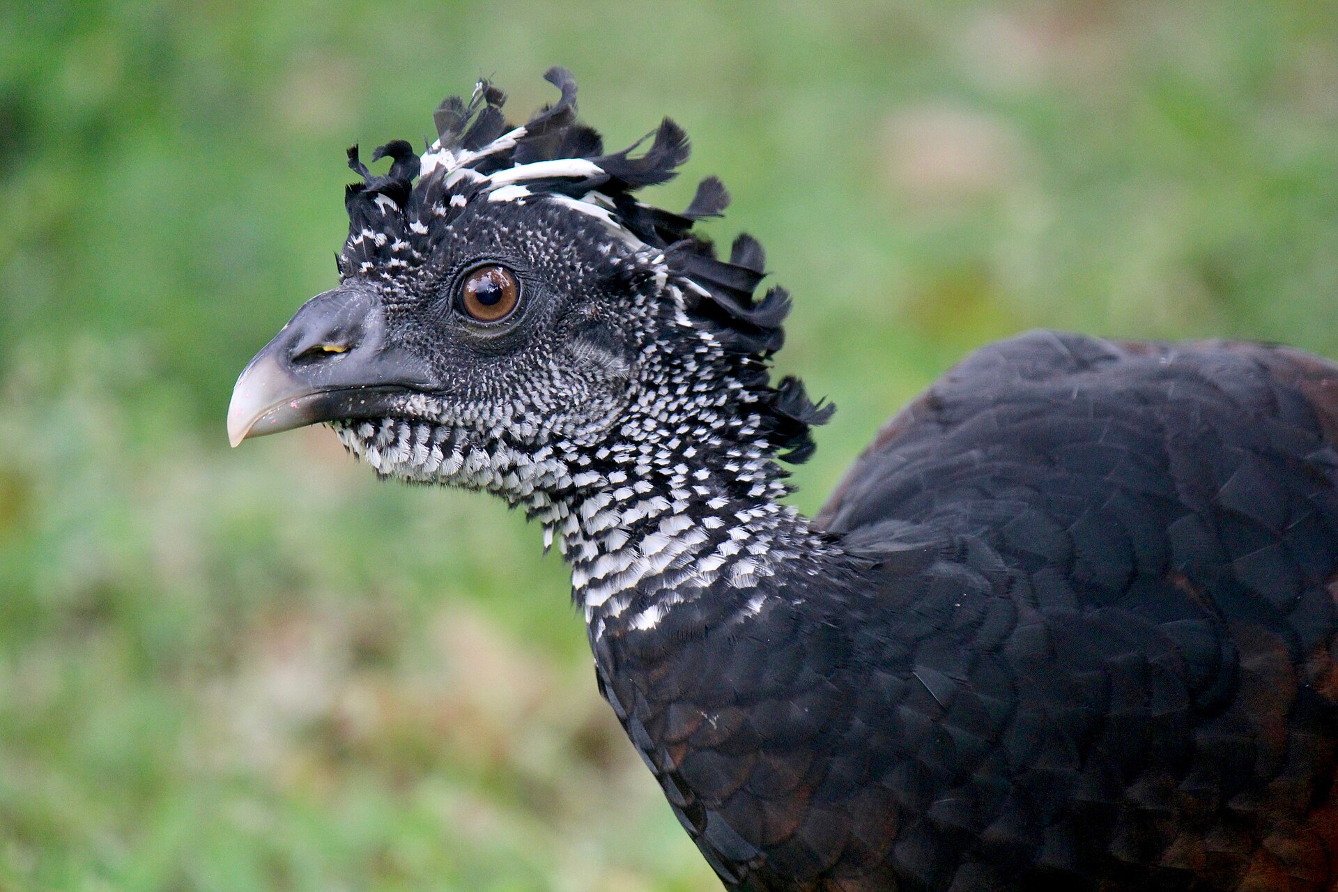 Great Curassow (Crax rubra)