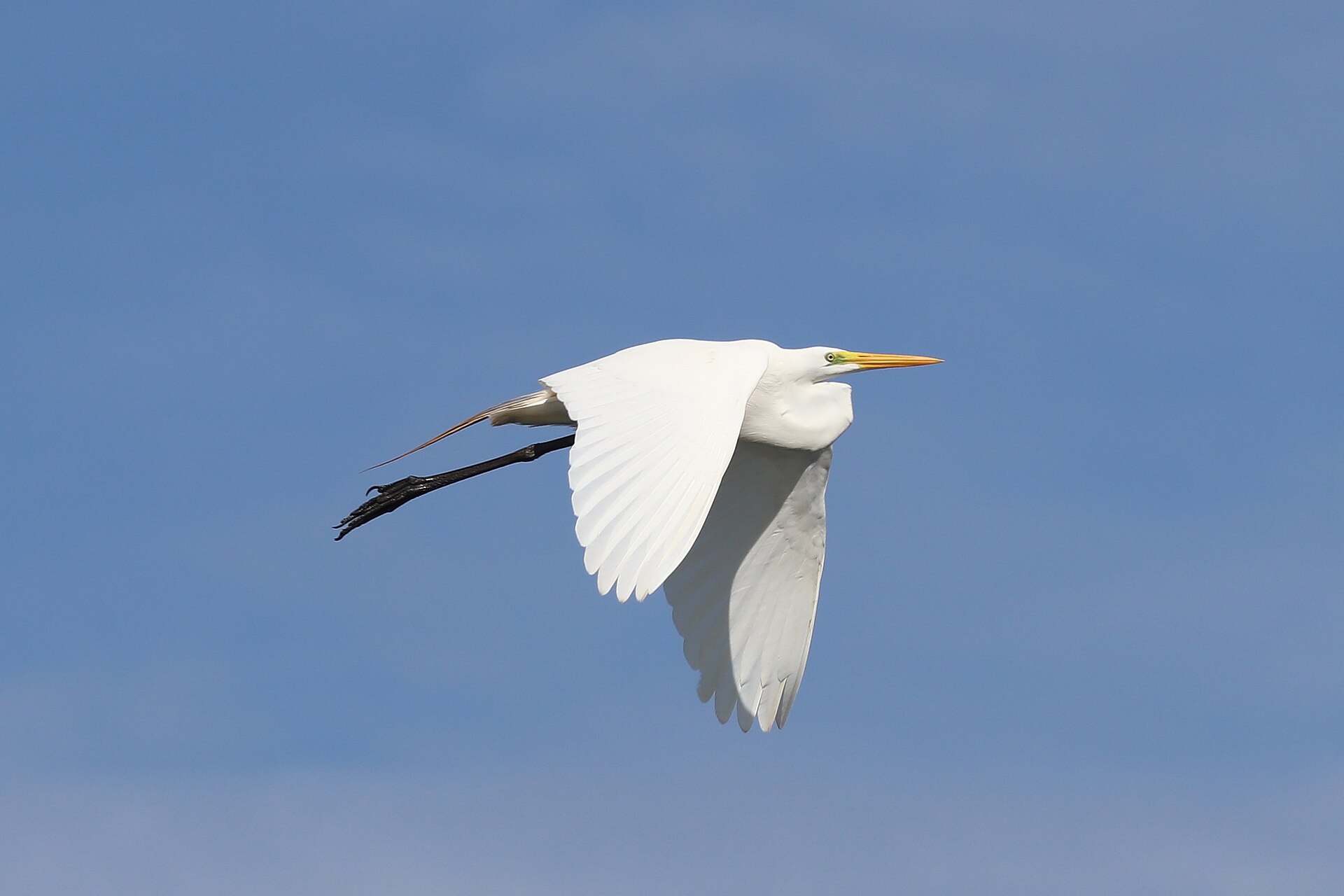Great Egret Great Egret (Ardea alba)