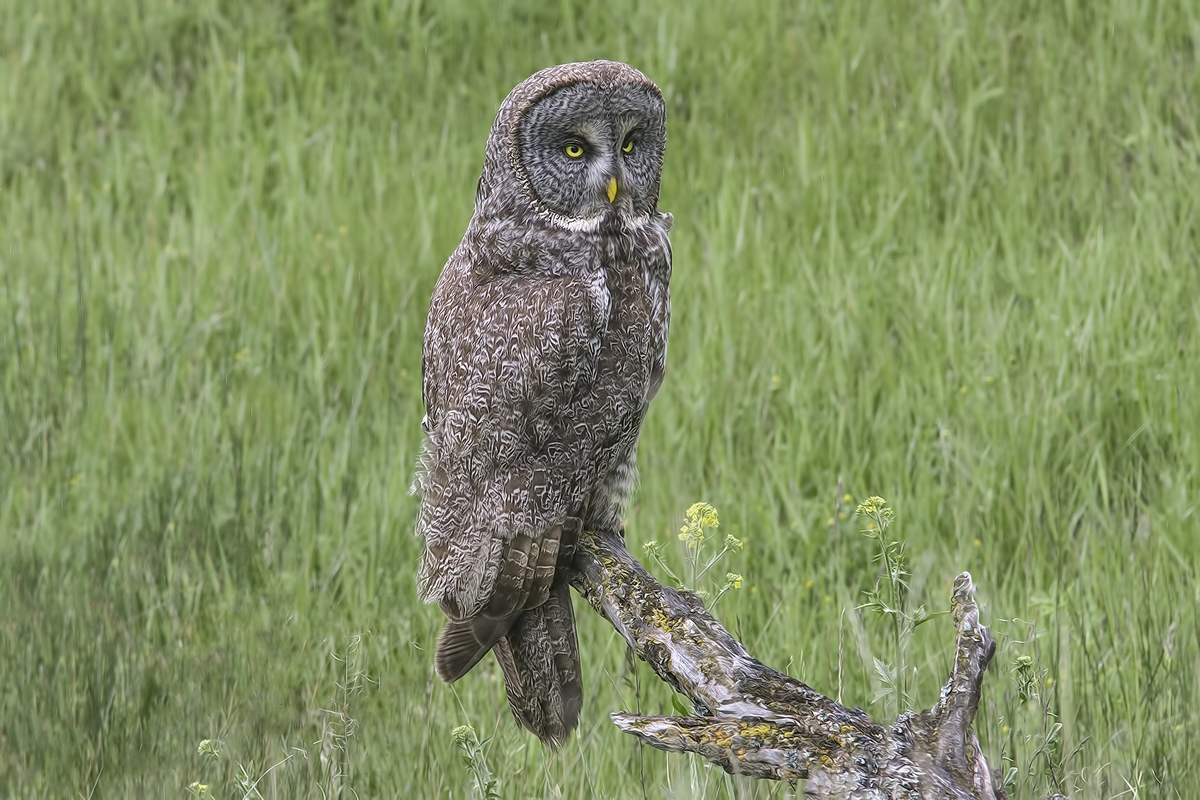 Great Gray Owl (Strix nebulosa)