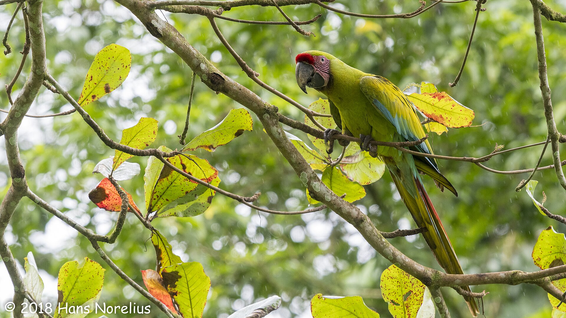 Great Green Macaw Great Green Macaw ()