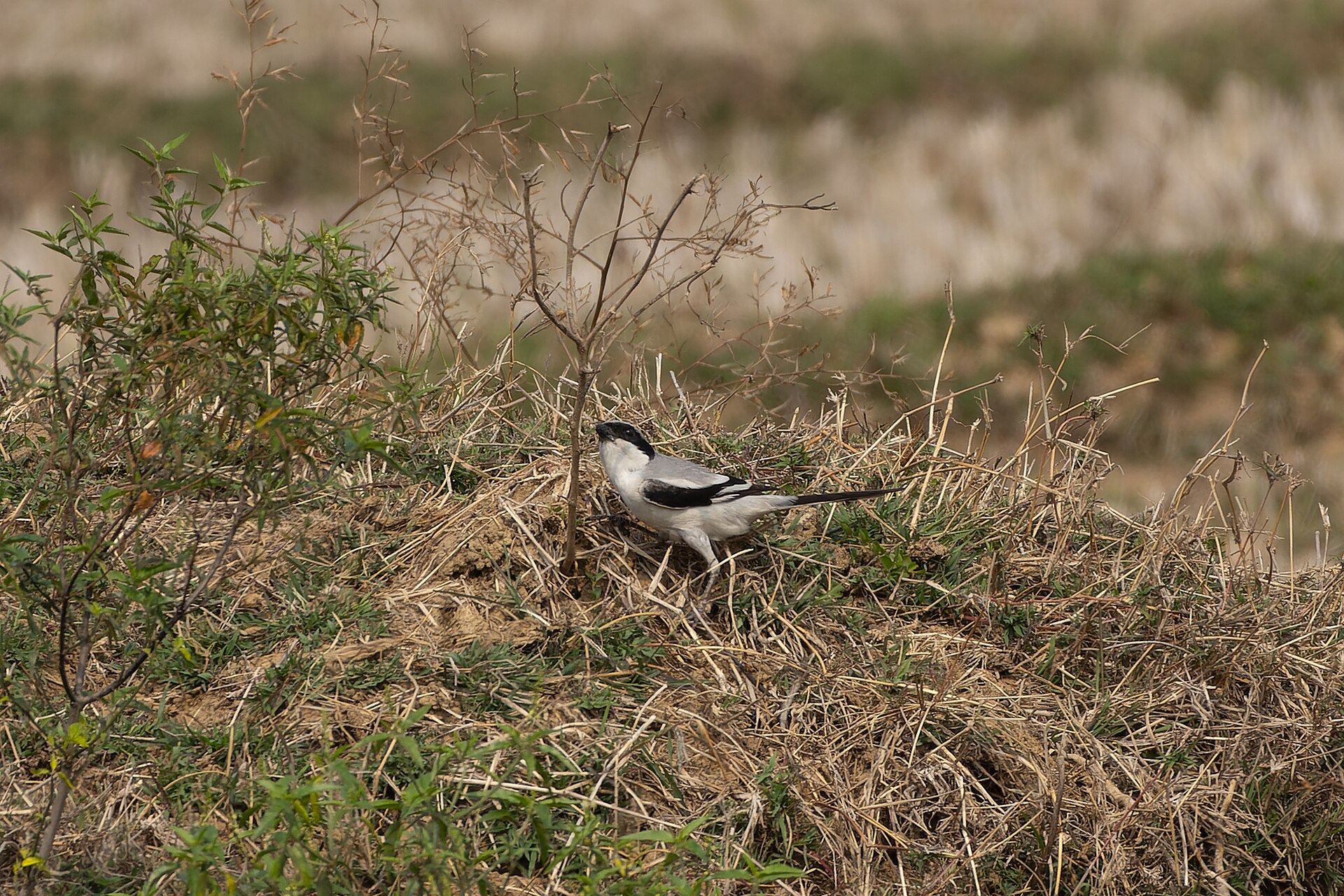 Great Grey Shrike ()