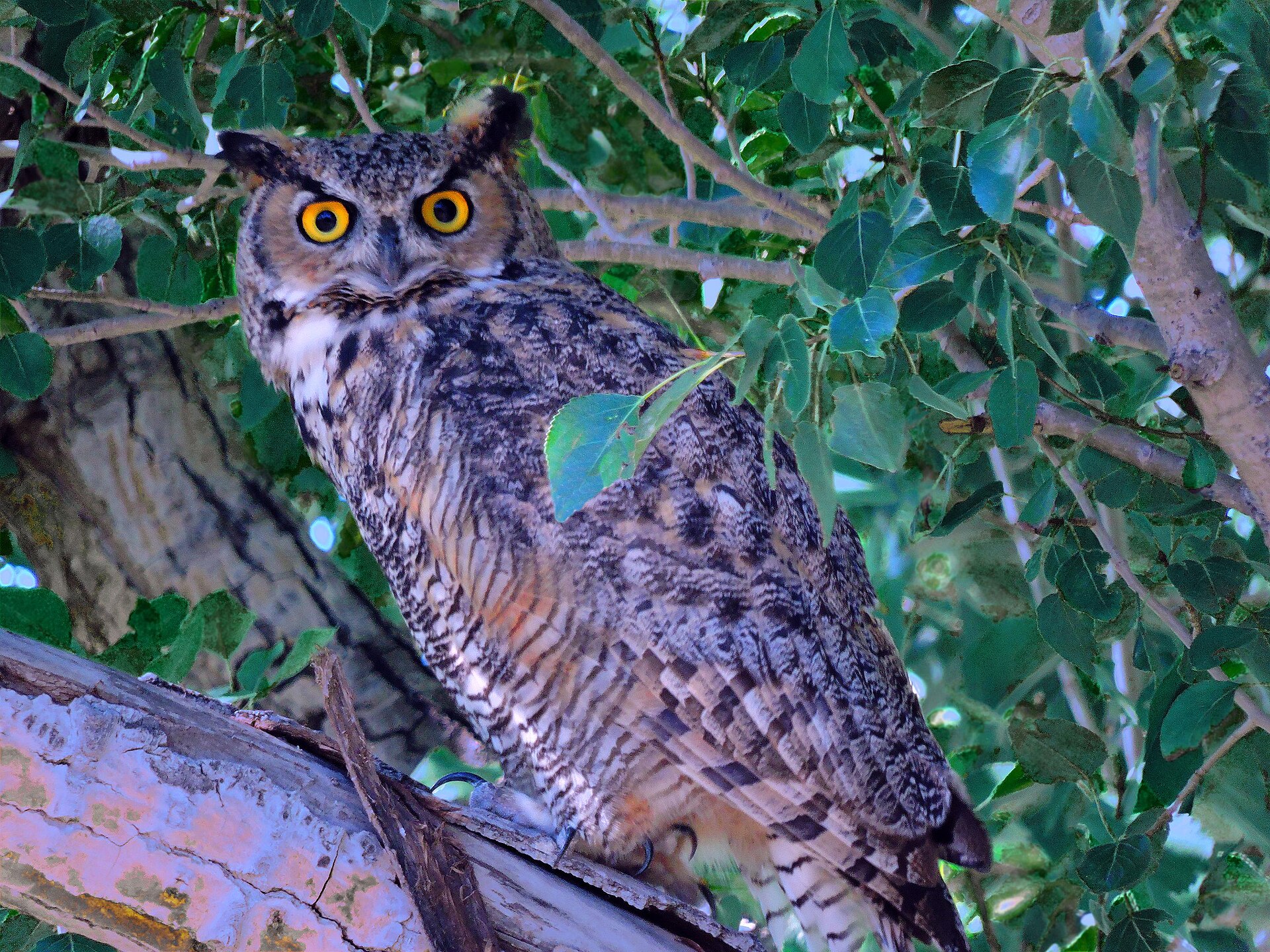 Great-Horned Owl Hoot ()