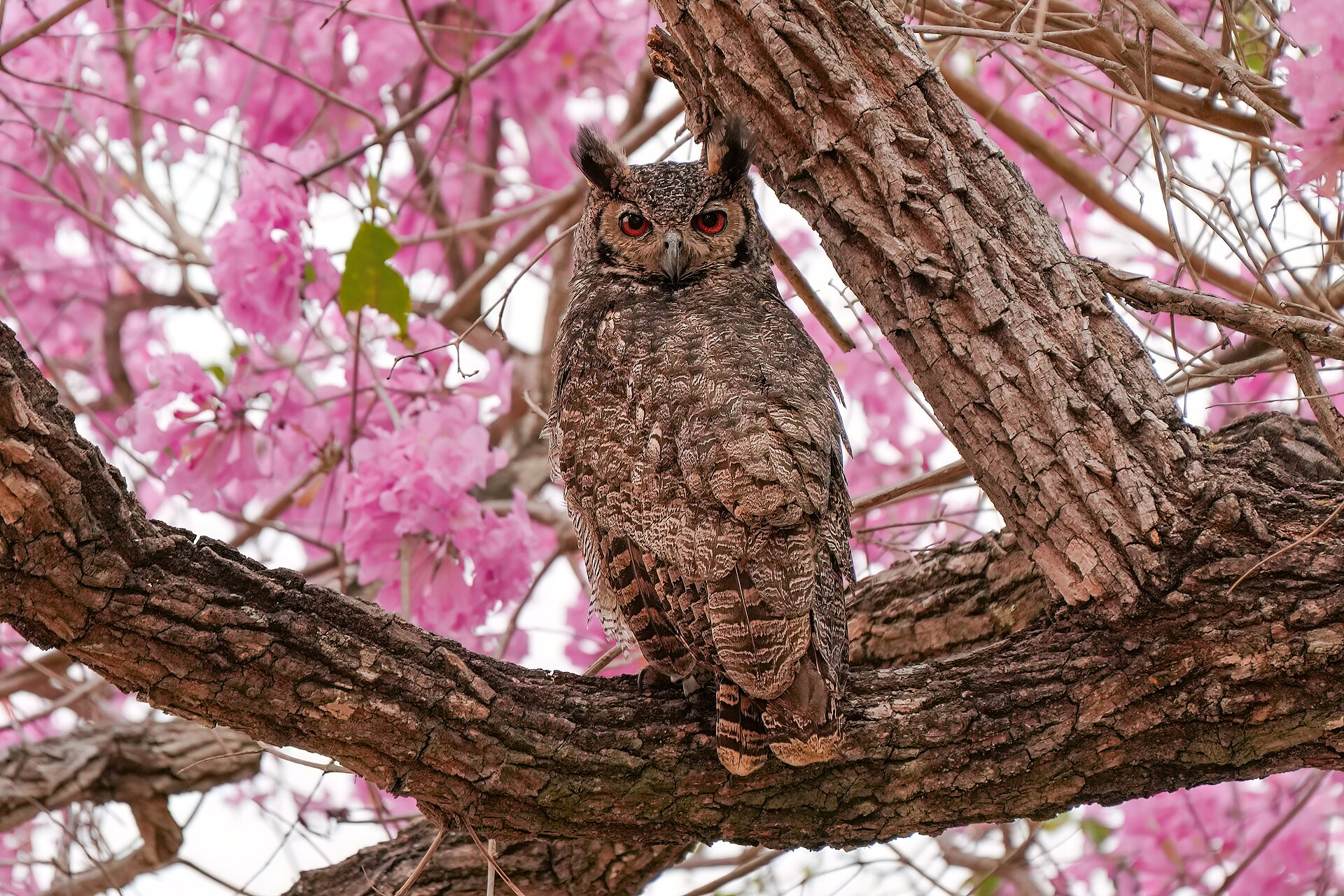 Great Horned Owl (Bubo virginianus)