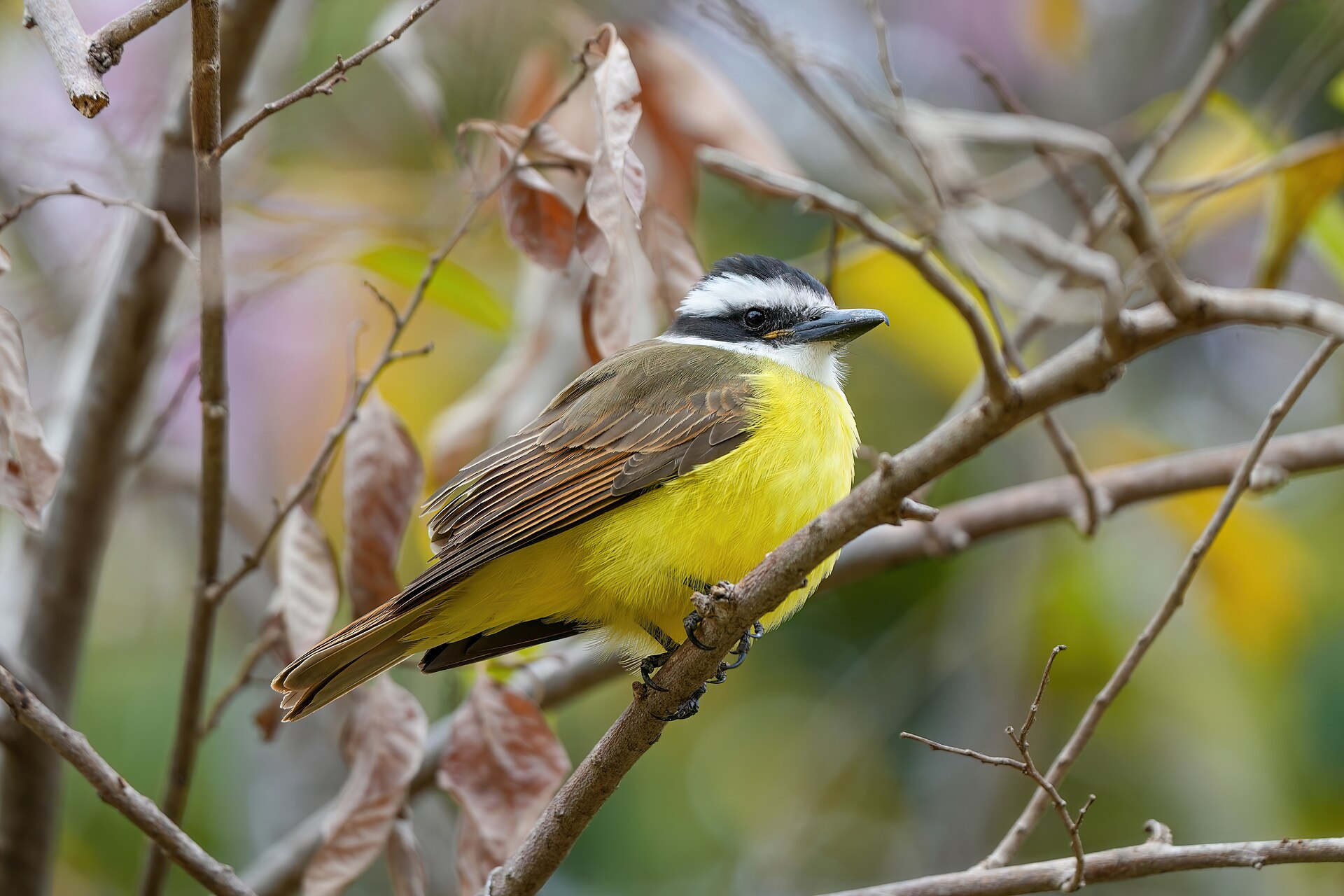Great Kiskadee Great Kiskadee (Pitangus sulphuratus)
