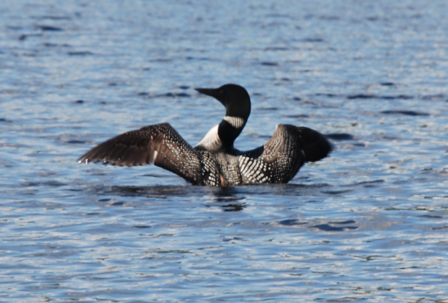Great Northern Loon Great Northern Loon (Gavia immer)