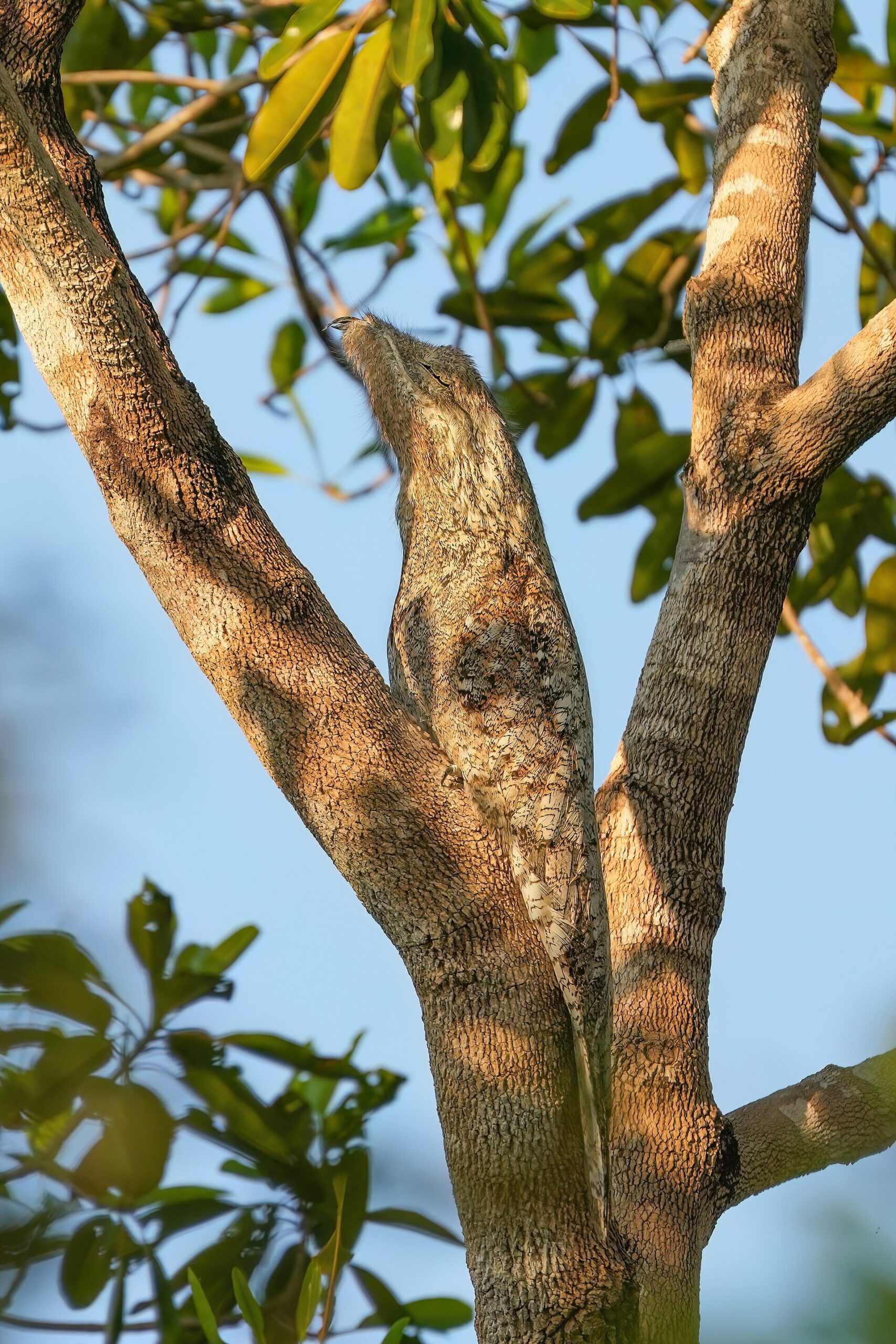 Great Potoo Great Potoo (Nyctibius grandis)