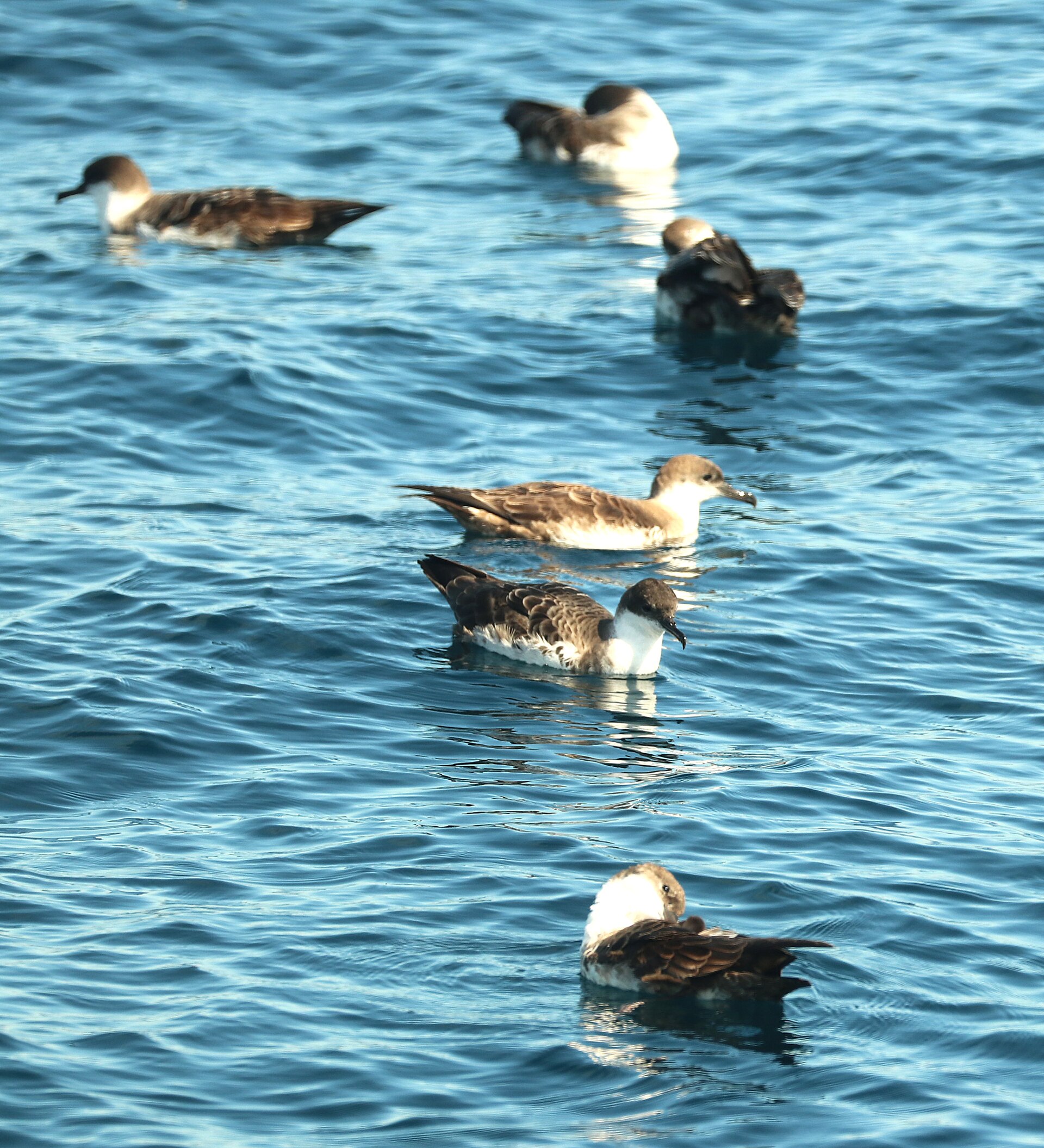 Great Shearwater (Ardenna gravis)