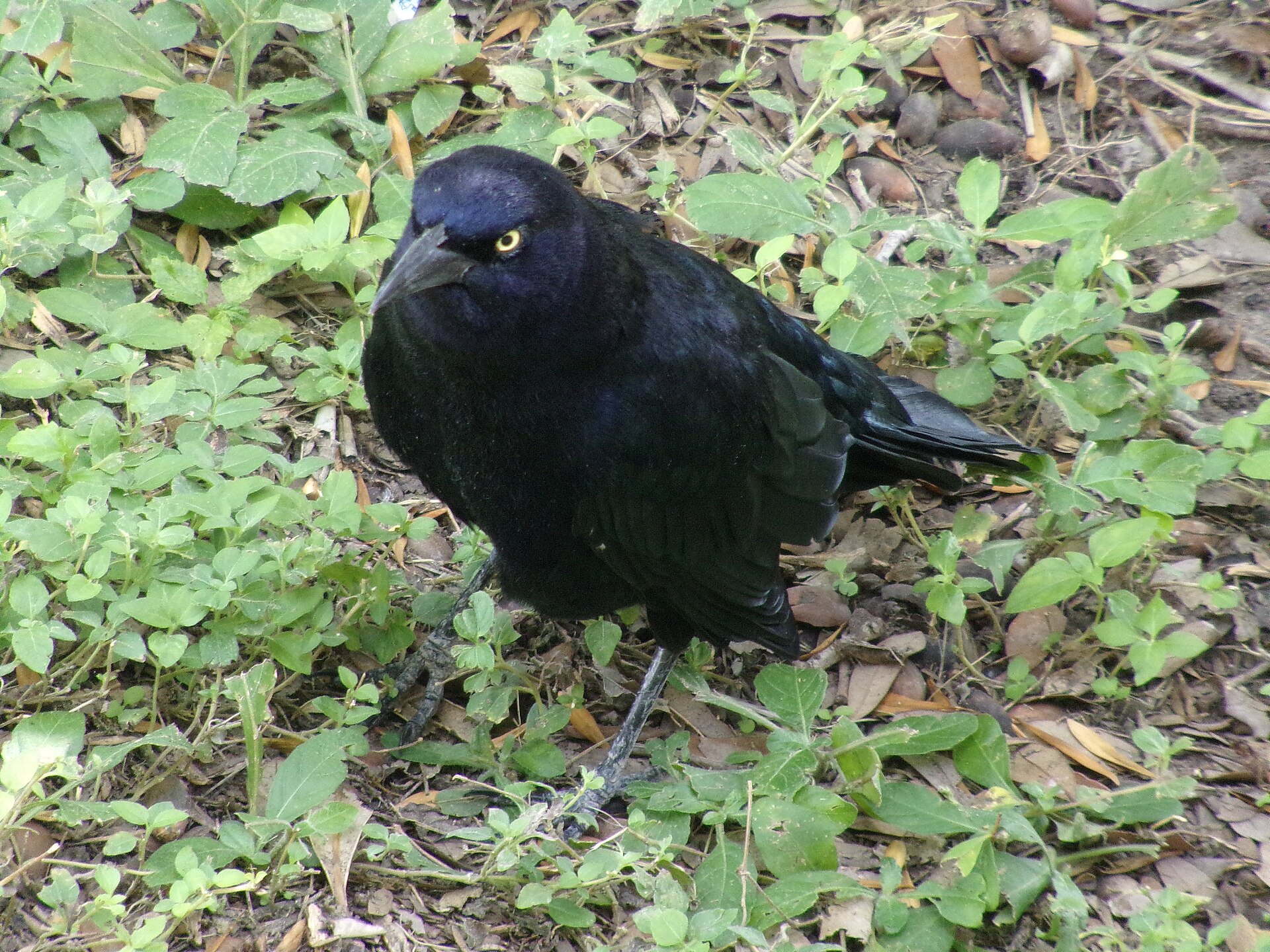 Great-tailed Grackle (Quiscalus mexicanus)