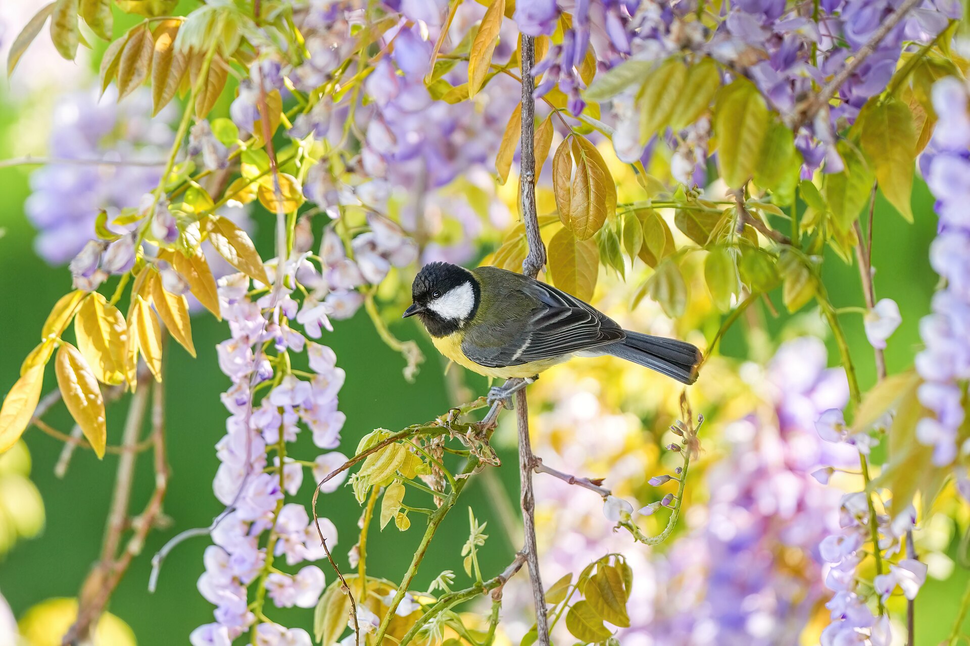 Great Tit (Parus major)
