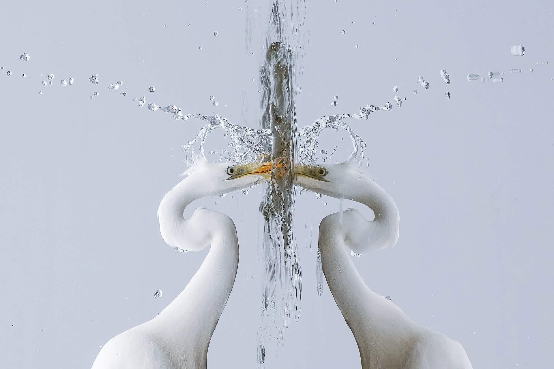 Great White Egret (Ardea alba)
