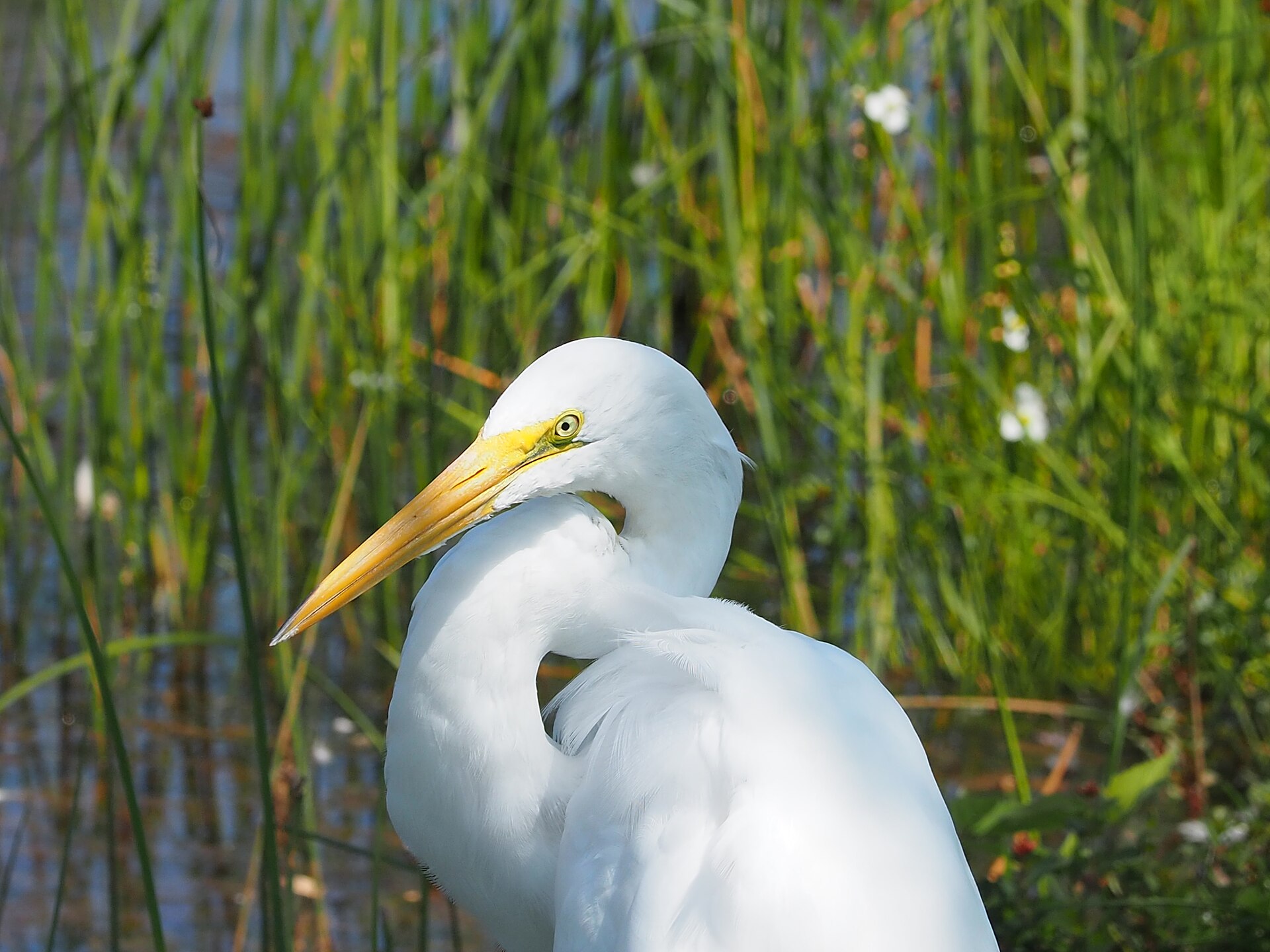 Great White Heron (Ardea herodias)