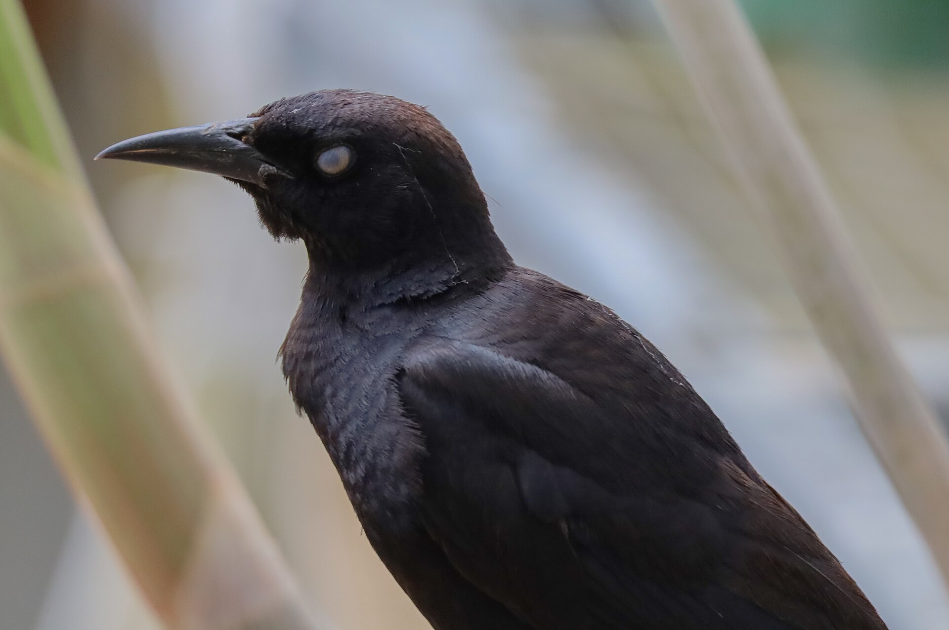 Greater Antillean Grackle (Quiscalus niger)