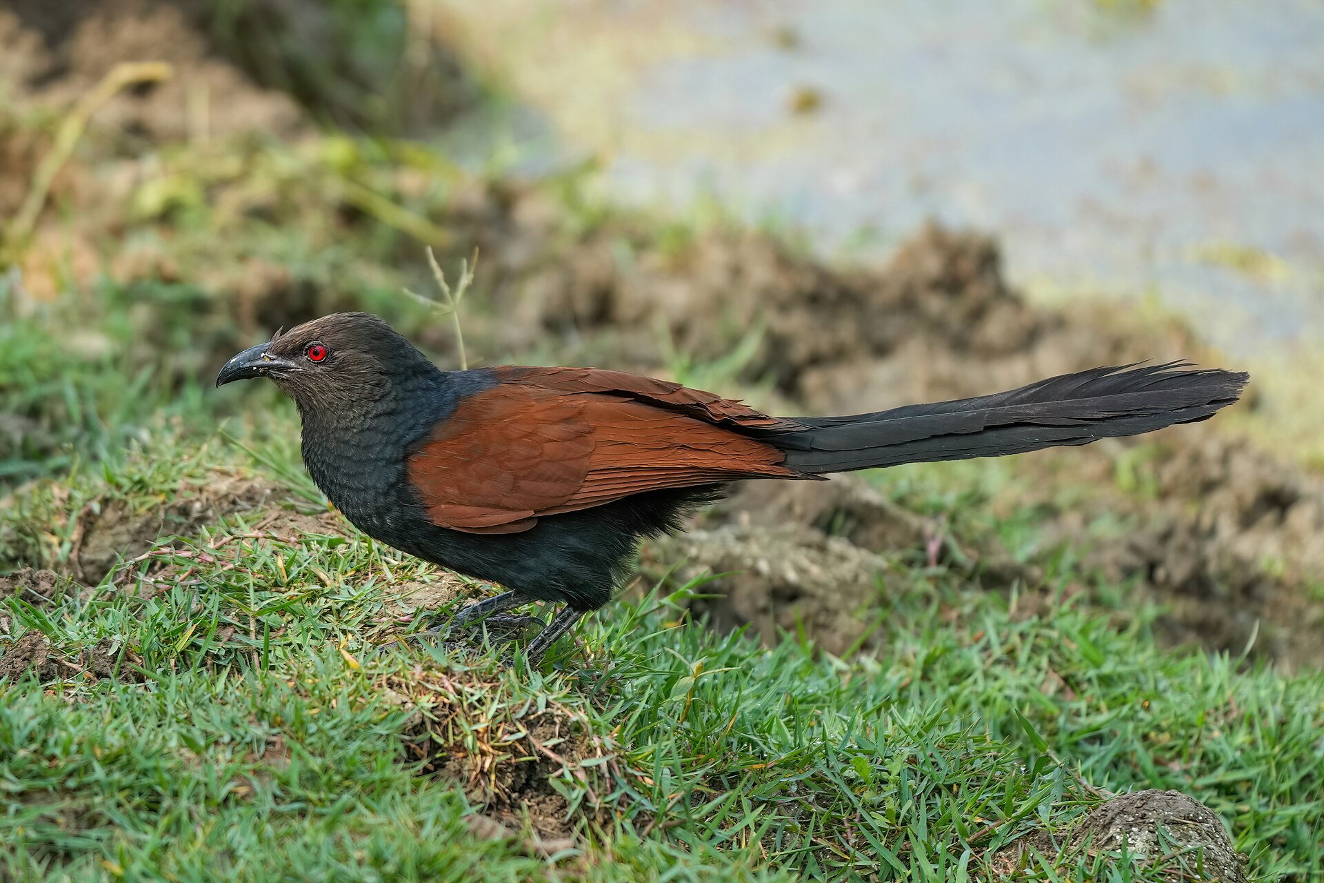 Greater Coucal (Centropus sinensis)