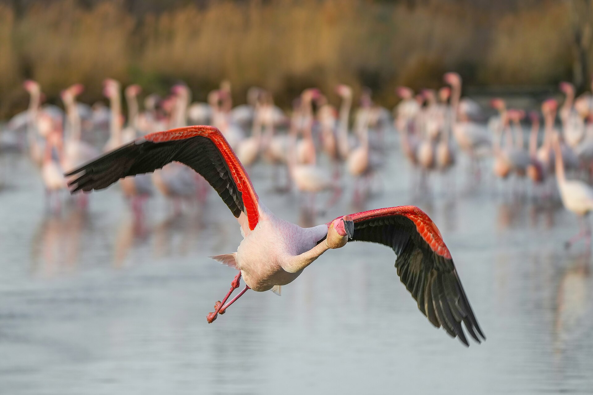 Greater Flamingo ()