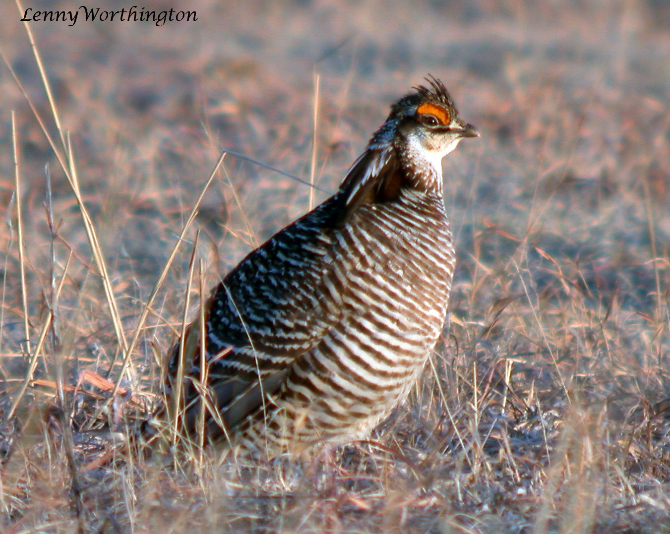 Greater Prairie Chicken Greater Prairie Chicken (Tympanuchus cupido)