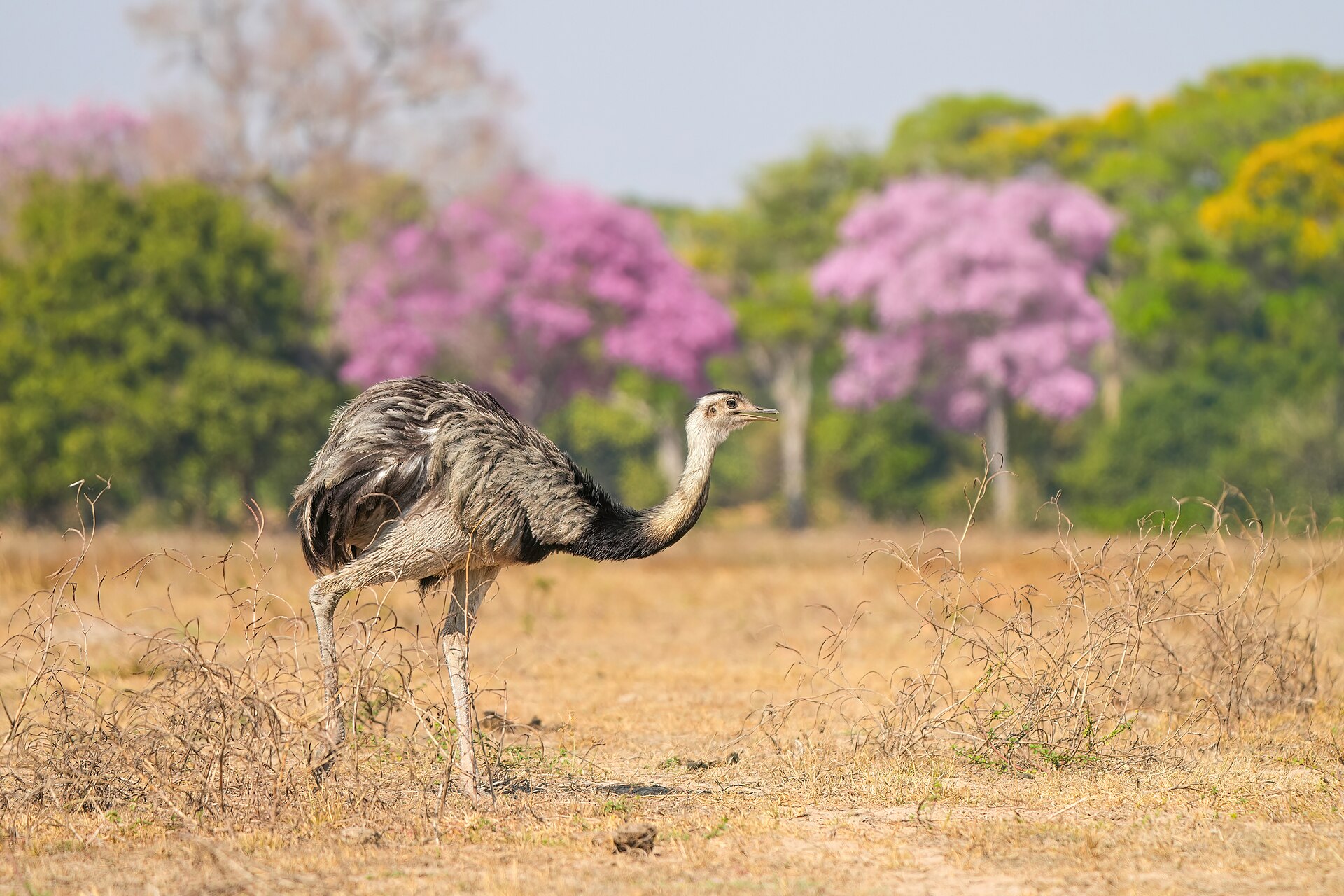 Greater Rhea (Rhea americana)