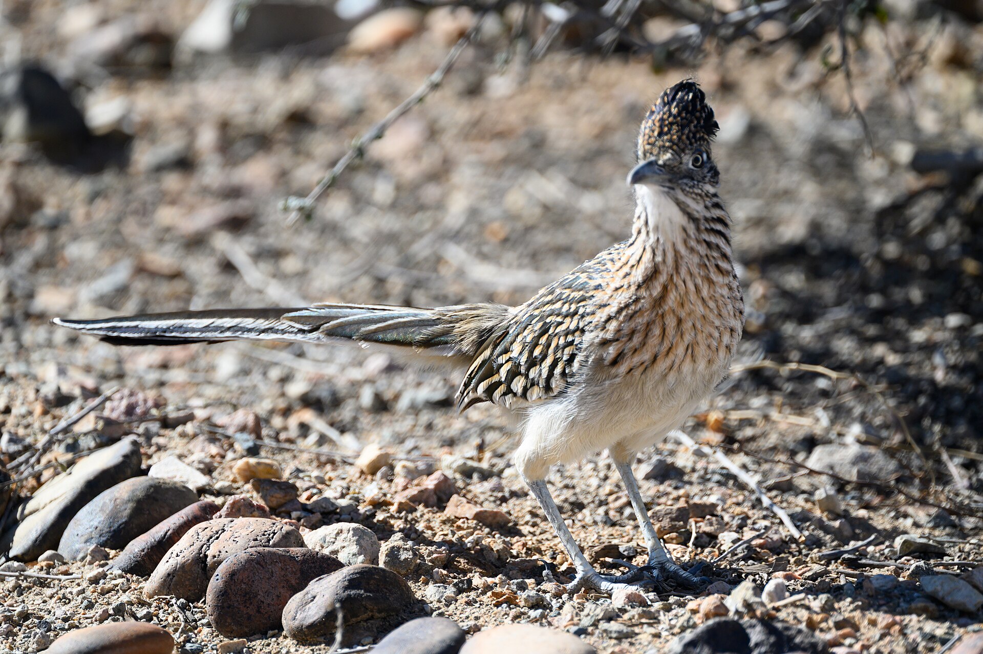 Greater Roadrunner (Geococcyx californianus)