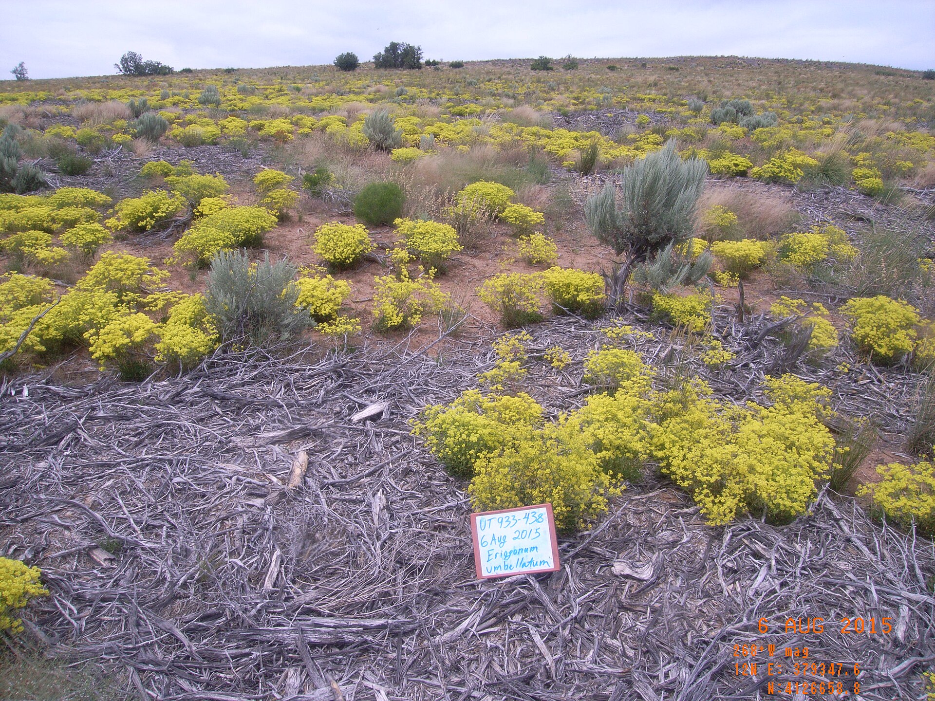 Greater Sage-Grouse Ecology Greater Sage-Grouse Ecology ()